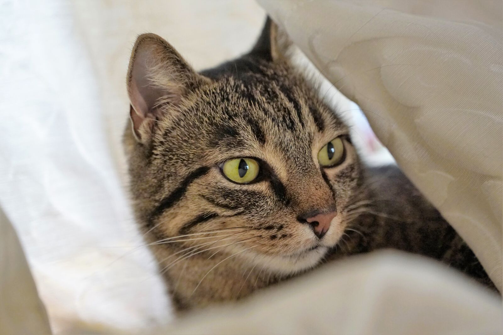 Sony ILCA-77M2 + Sony DT 16-50mm F2.8 SSM sample photo. Cat, curtain, tiger photography