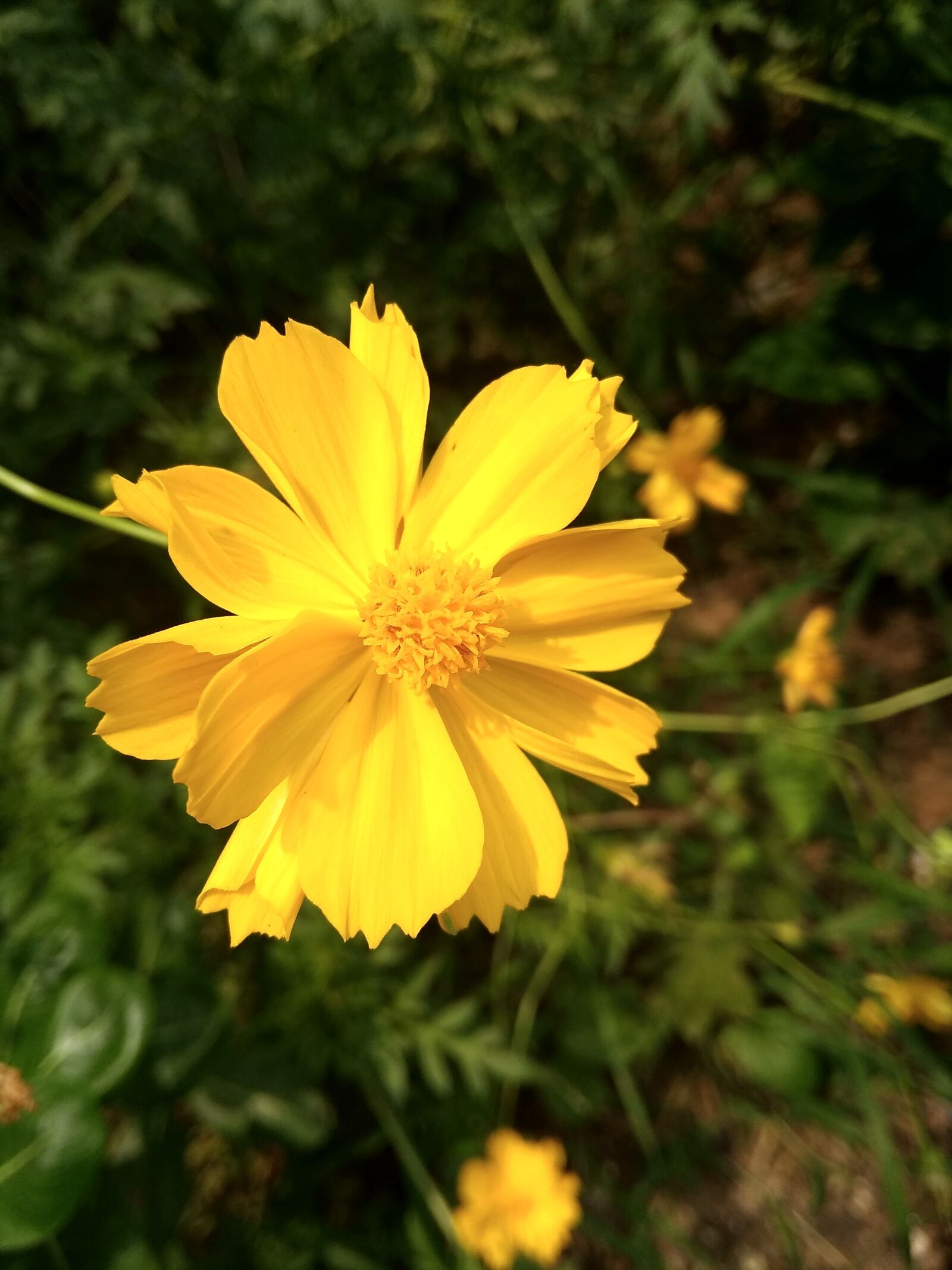 Xiaomi Redmi 5A sample photo. Flower, hot, new photography