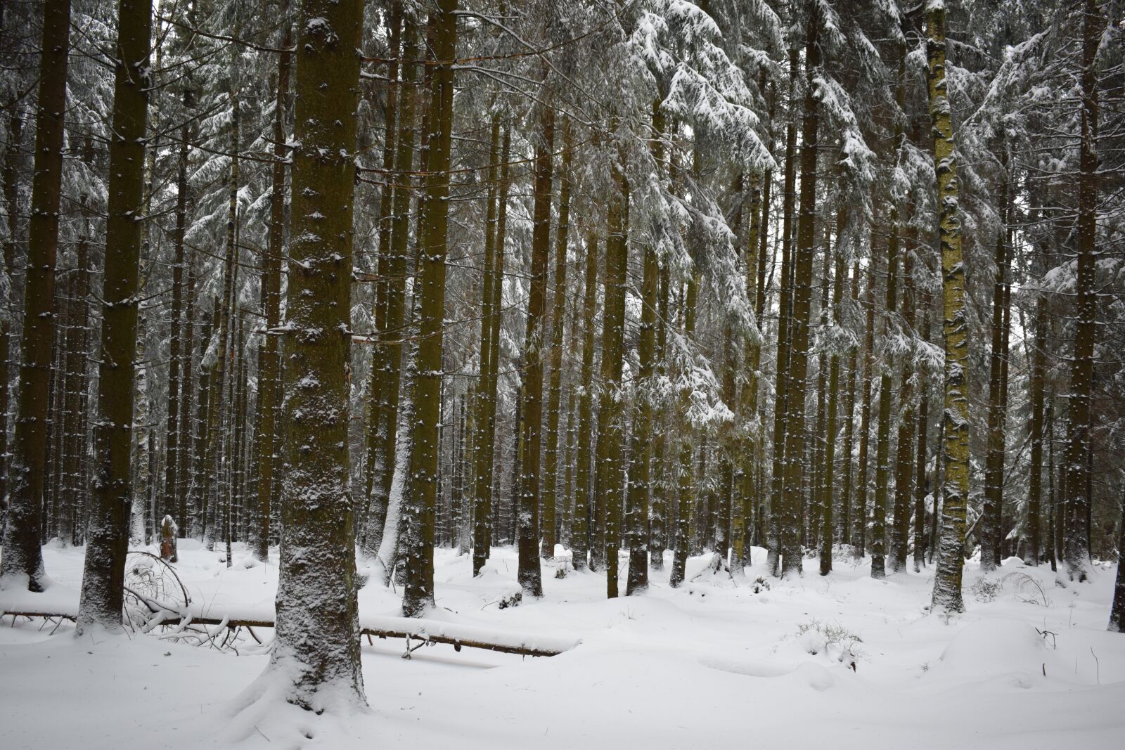 Nikon D3300 sample photo. Snow, forest, winter photography