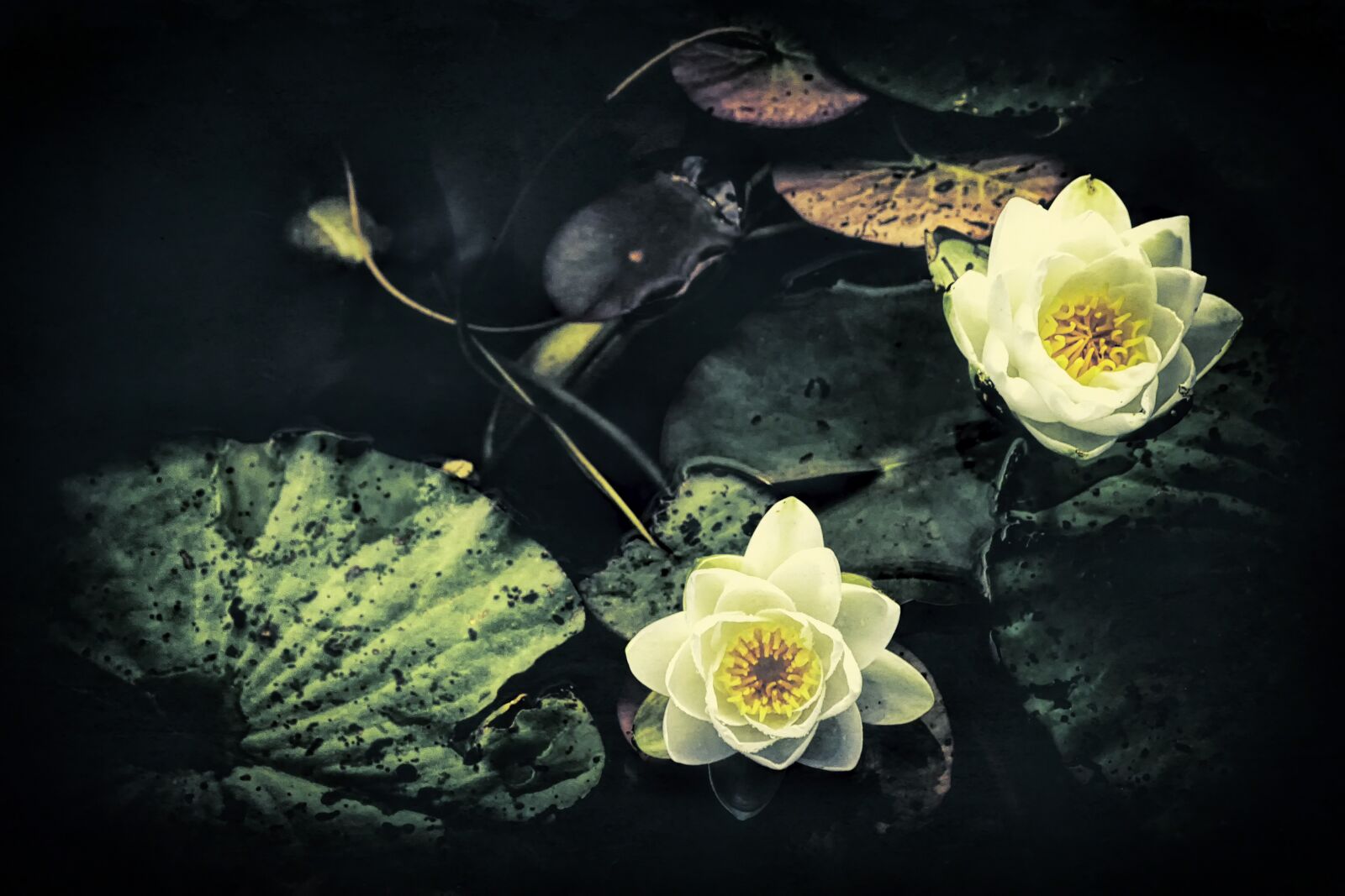 Canon EOS 7D + Canon EF 24-105mm F4L IS USM sample photo. White, water lilies, å photography