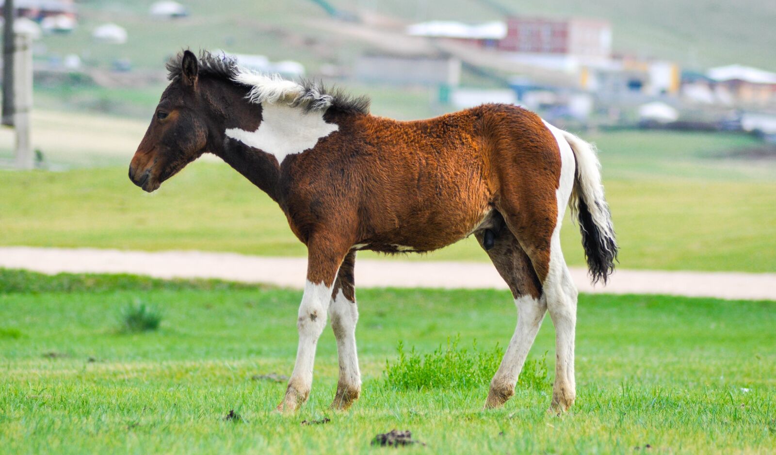 Nikon D90 sample photo. Foal, baby, horse photography