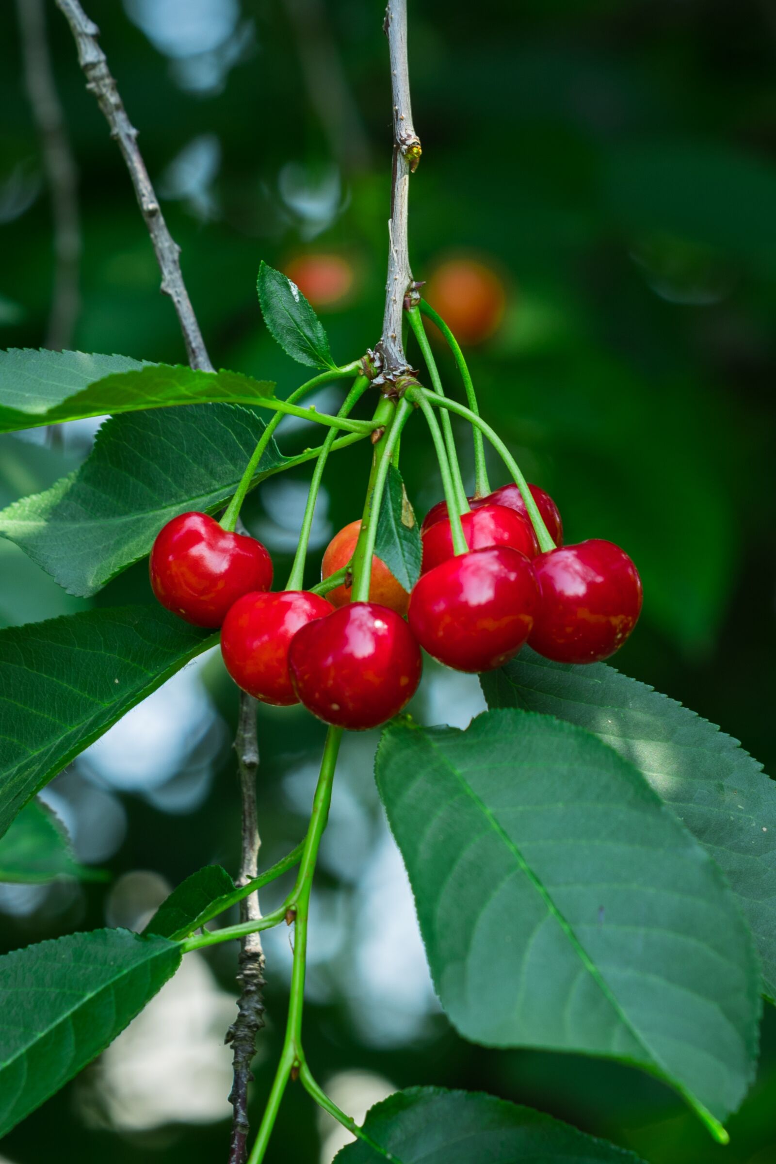 Canon EOS 6D Mark II + Canon EF 70-300 F4-5.6 IS II USM sample photo. Sour cherry, fruit, red photography