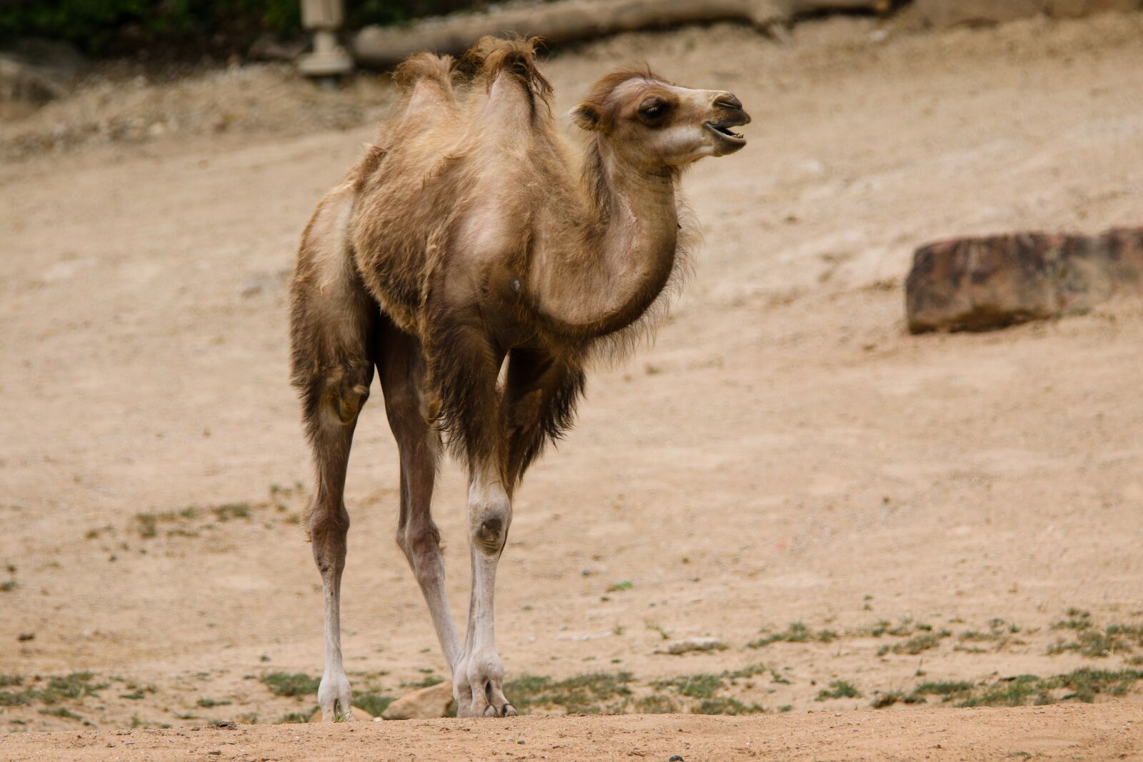 Canon EOS 70D + Tamron SP 150-600mm F5-6.3 Di VC USD sample photo. Animals, camel, young camel photography