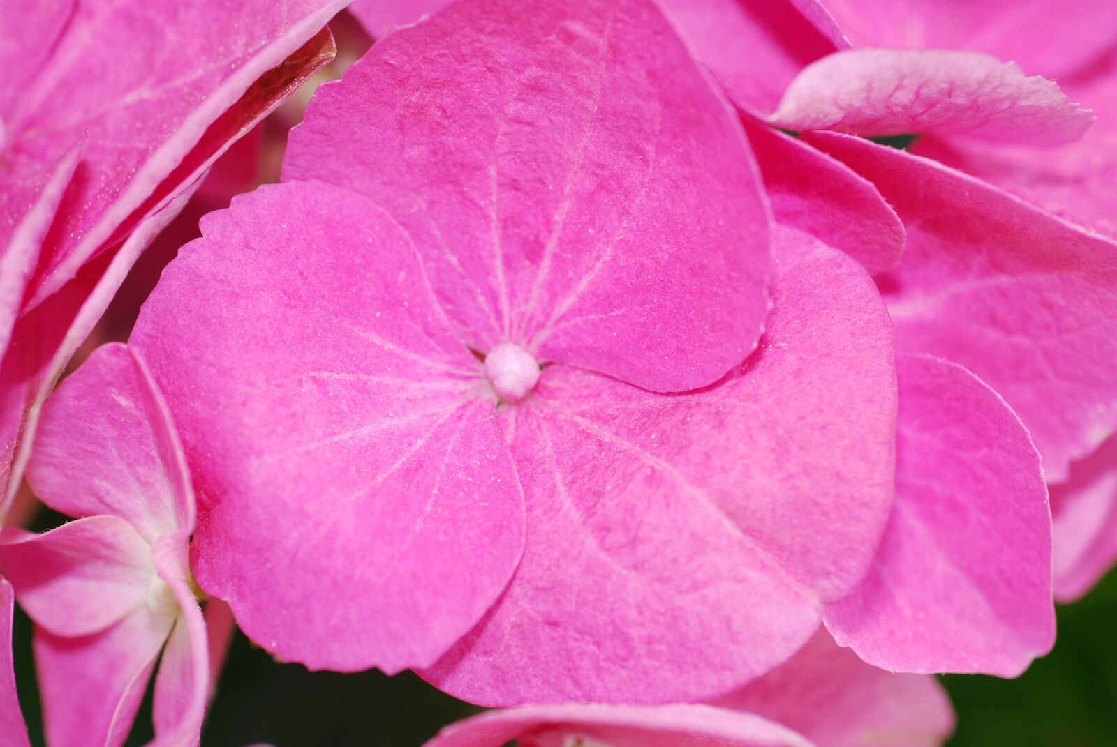 Nikon D80 sample photo. Plant, hydrangea, blossom photography