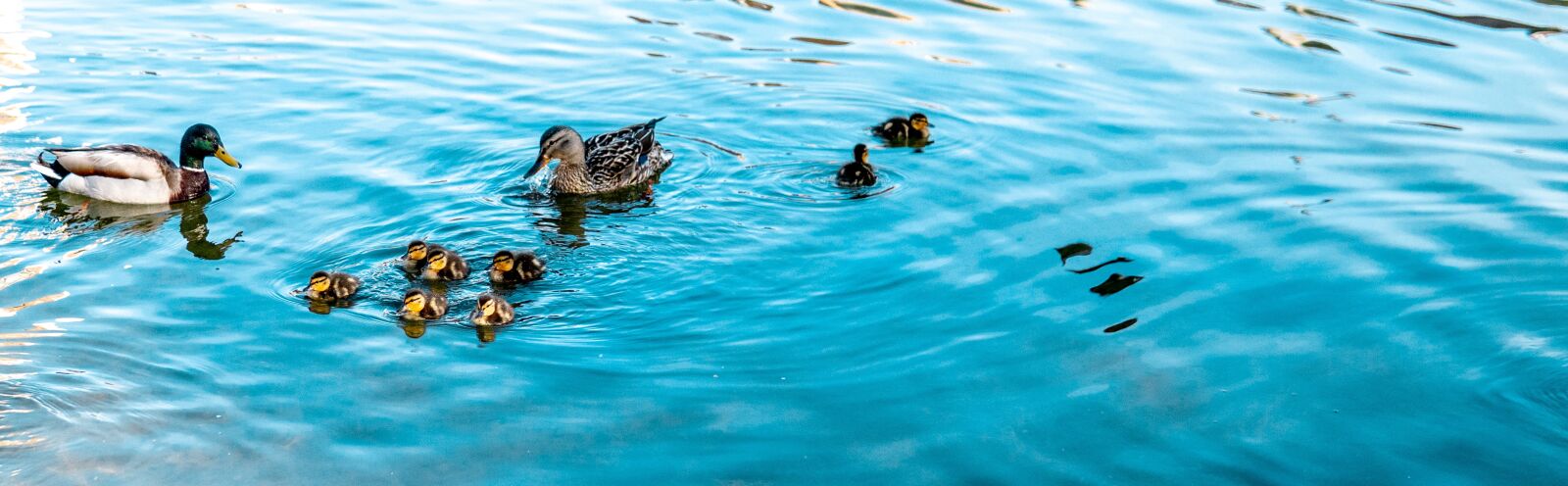 Sony a6300 + 30mm F1.4 DC DN | Contemporary 016 sample photo. Ducks, blue, river photography