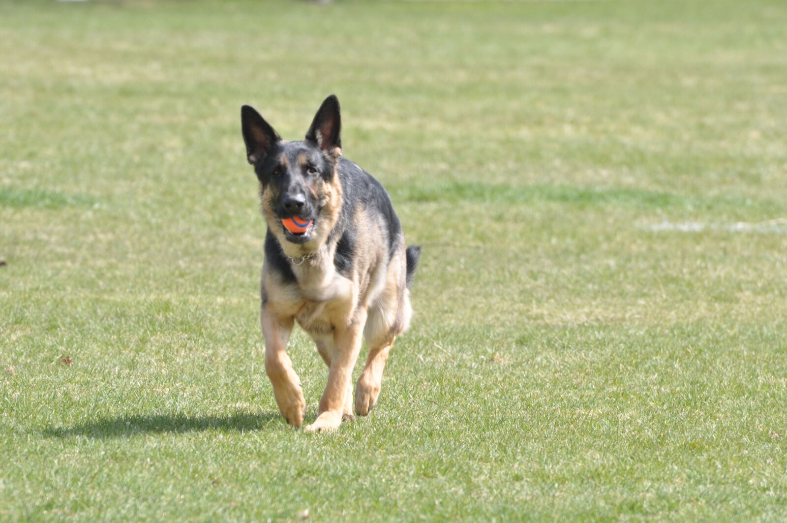 Nikon D90 sample photo. German shepherd, dog, purebred photography