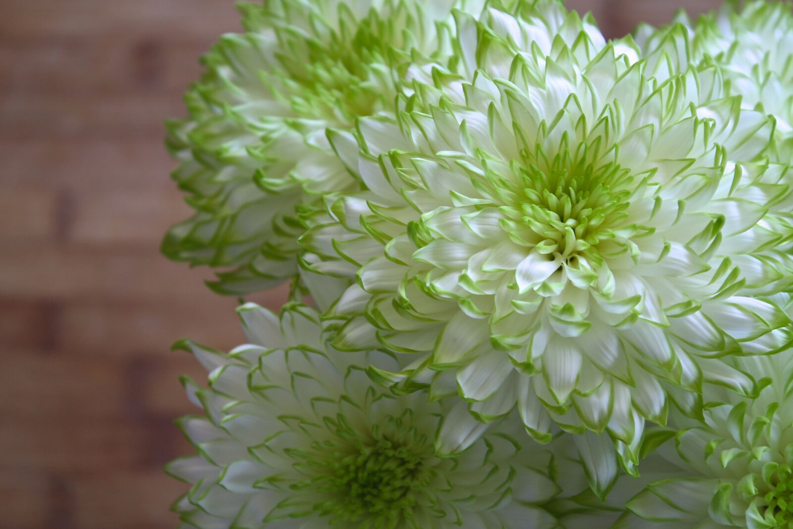 Canon EOS 1000D (EOS Digital Rebel XS / EOS Kiss F) sample photo. Flowers, white, green photography