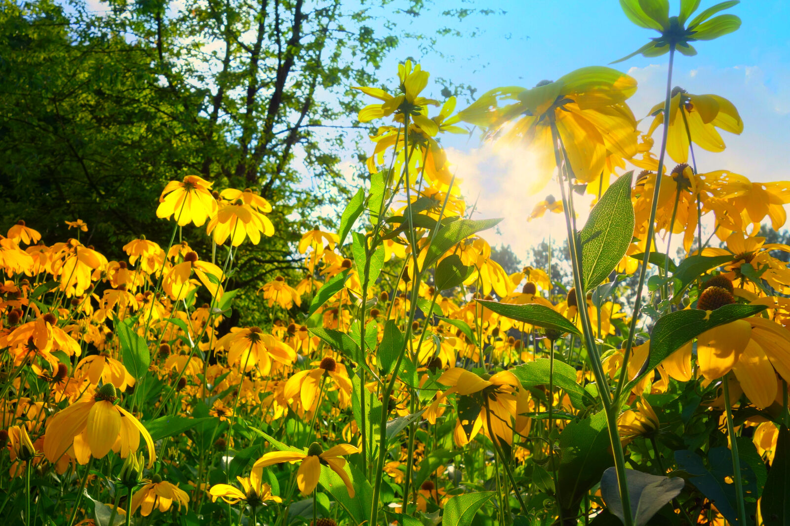 Sony Cyber-shot DSC-RX100 sample photo. Yellow, petaled, flower, bloom photography