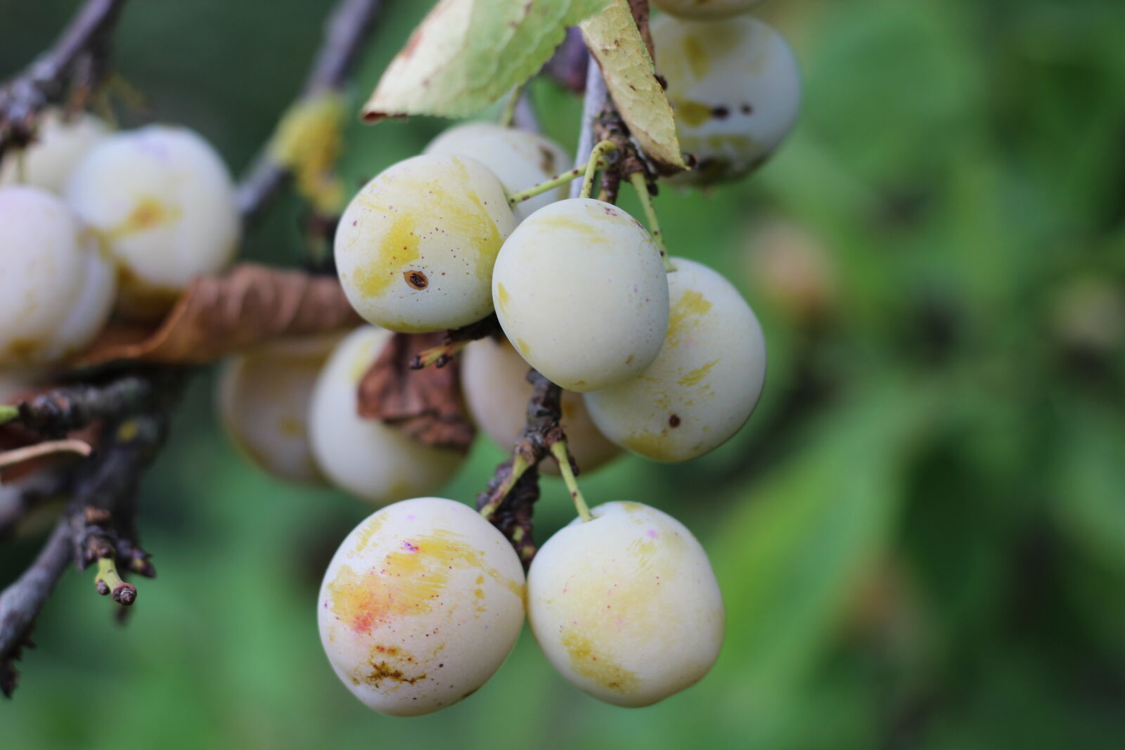 Canon EOS 600D (Rebel EOS T3i / EOS Kiss X5) + Canon EF 50mm F1.8 STM sample photo. Fruit, garden, mirabelles, summer photography