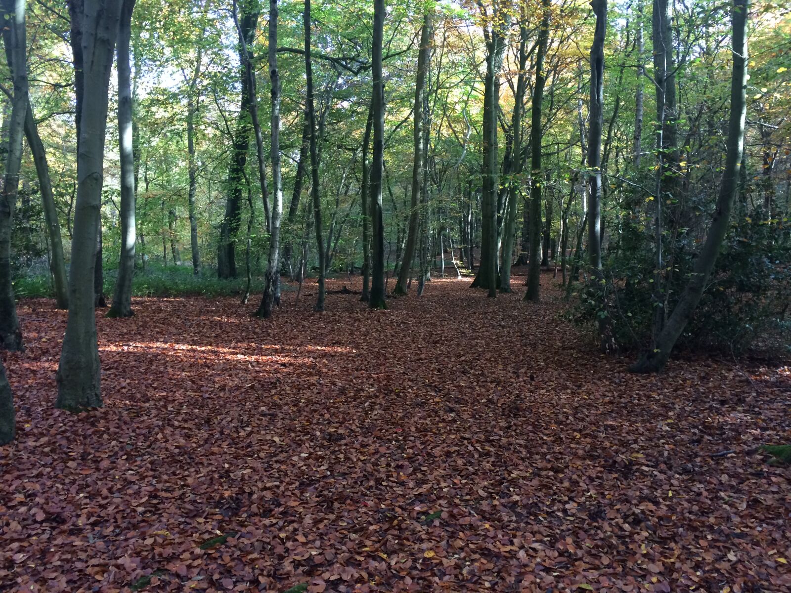 iPhone 5s back camera 4.12mm f/2.2 sample photo. Woodland, trees, nature photography