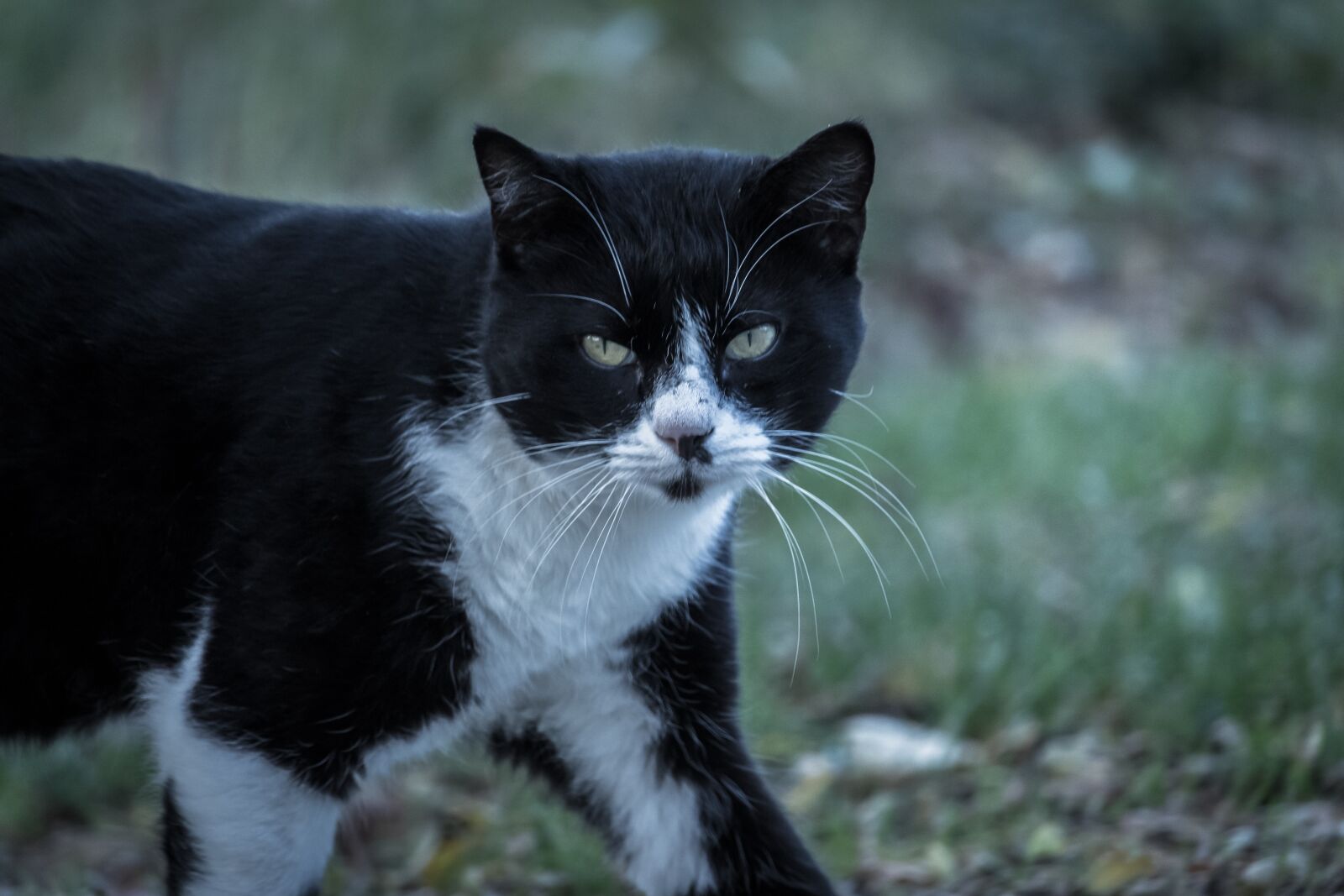 Canon EF-S 55-250mm F4-5.6 IS STM sample photo. Cat, feline, animal photography