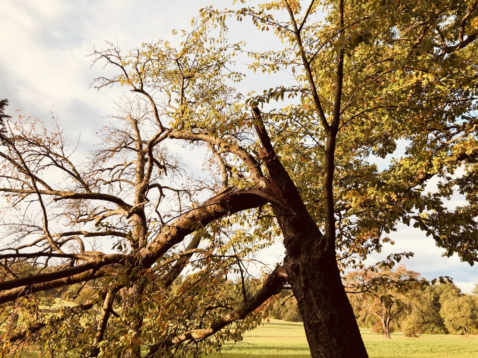 Apple iPhone X sample photo. Tree, autumn, nature photography