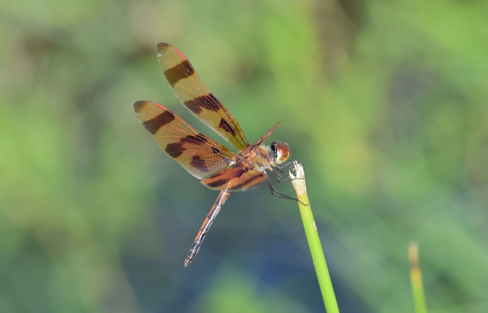 Nikon D5300 sample photo. Dragonfly, halloween pennant, halloween photography