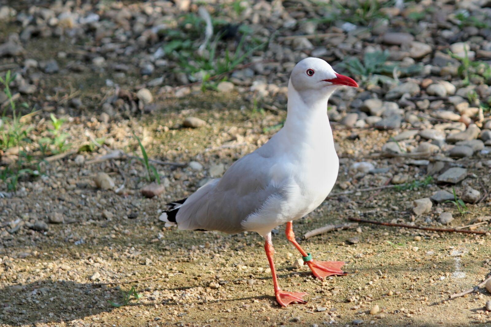 Canon EOS 550D (EOS Rebel T2i / EOS Kiss X4) sample photo. The seagull, bird, sea photography
