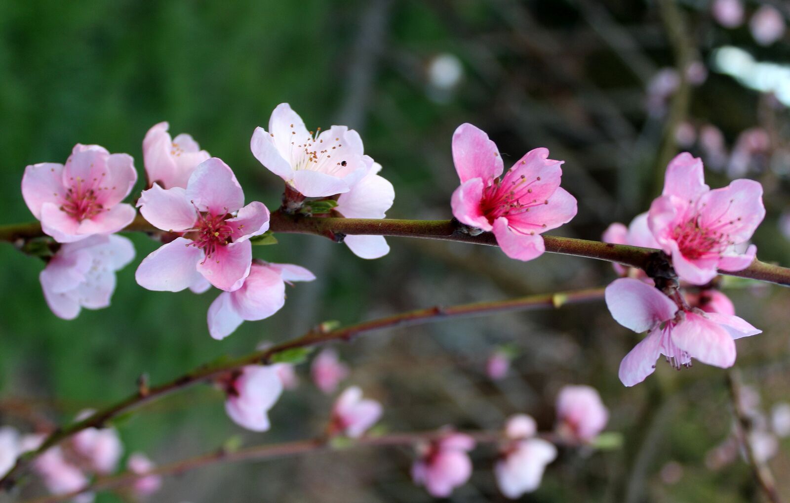 Canon EOS 1200D (EOS Rebel T5 / EOS Kiss X70 / EOS Hi) sample photo. Peach, fruit trees, flowering photography