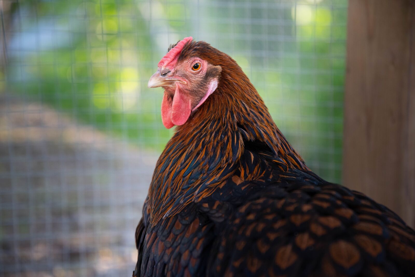 Nikon D750 sample photo. Chicken, bird, poultry photography