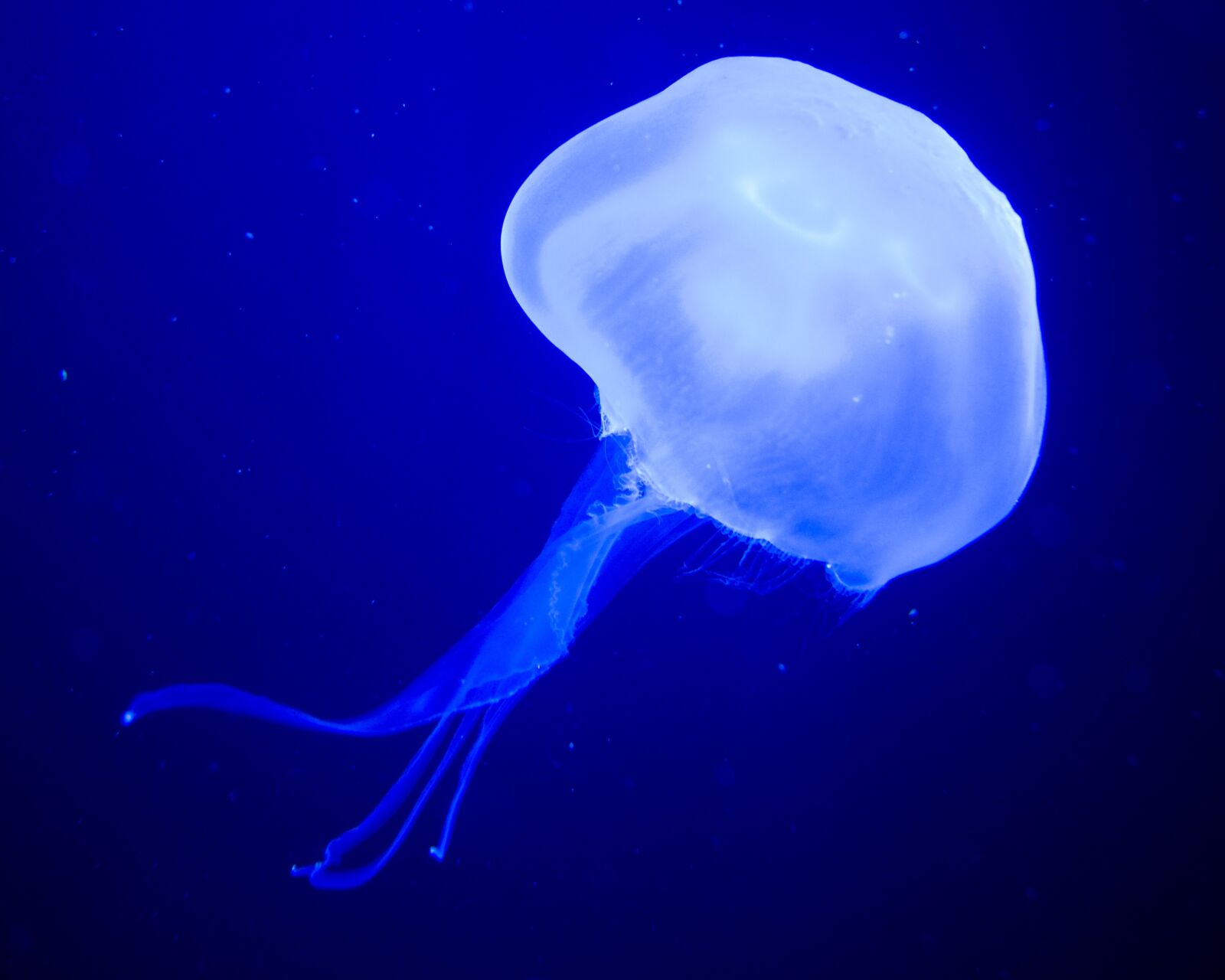 Nikon D3300 sample photo. Jellyfish, medusa, sea nettle photography