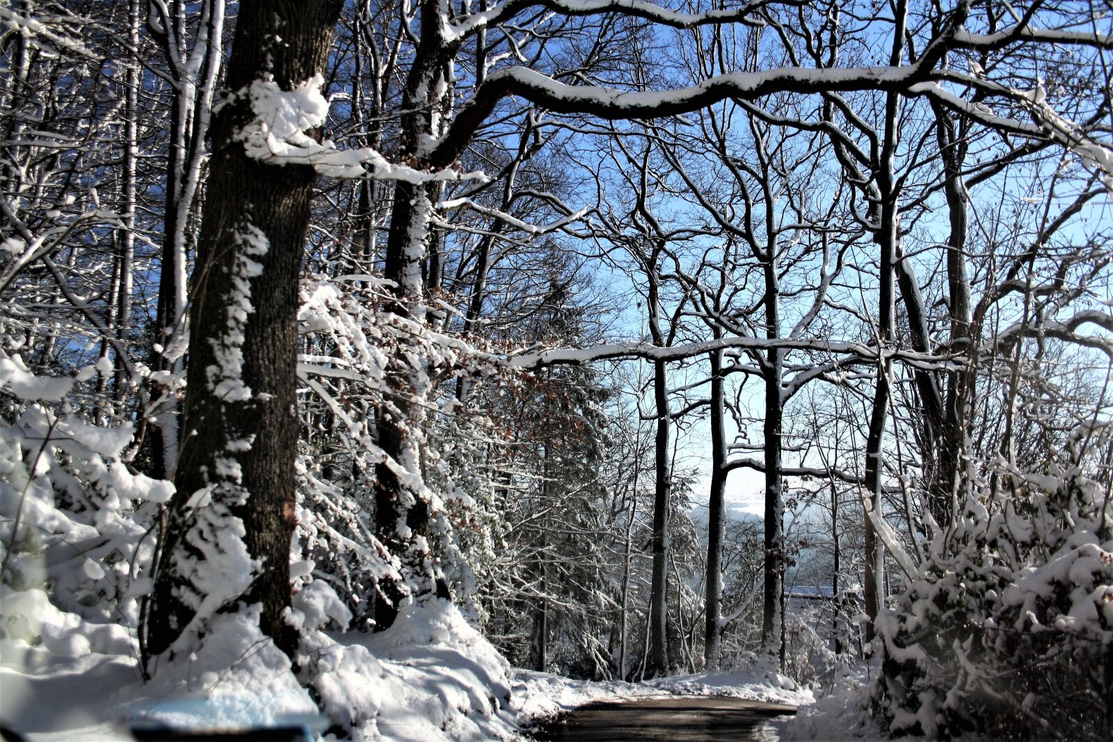Canon EOS 1000D (EOS Digital Rebel XS / EOS Kiss F) sample photo. Winter, forest path, snowy photography