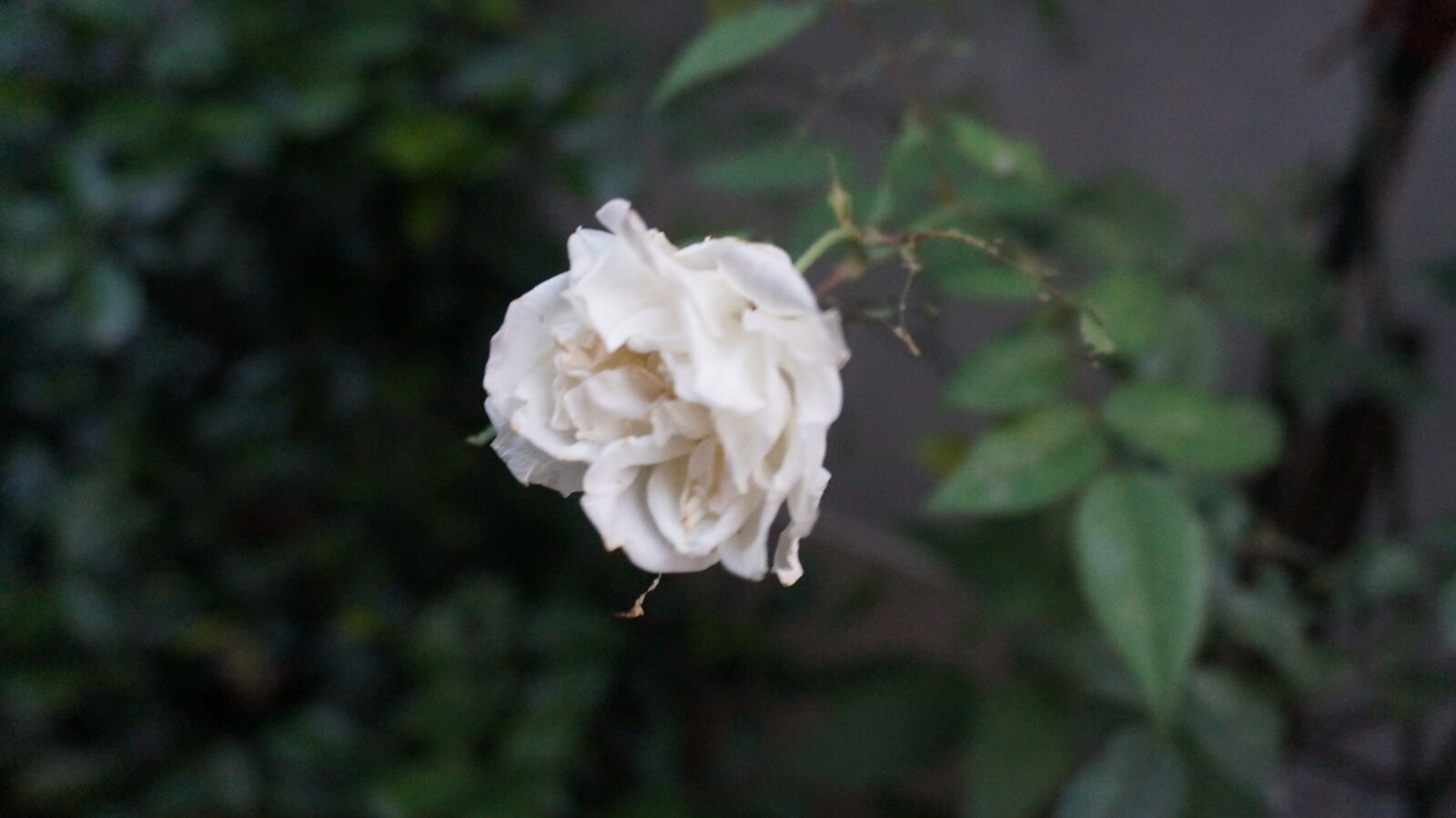 Sony E 16-50mm F3.5-5.6 PZ OSS sample photo