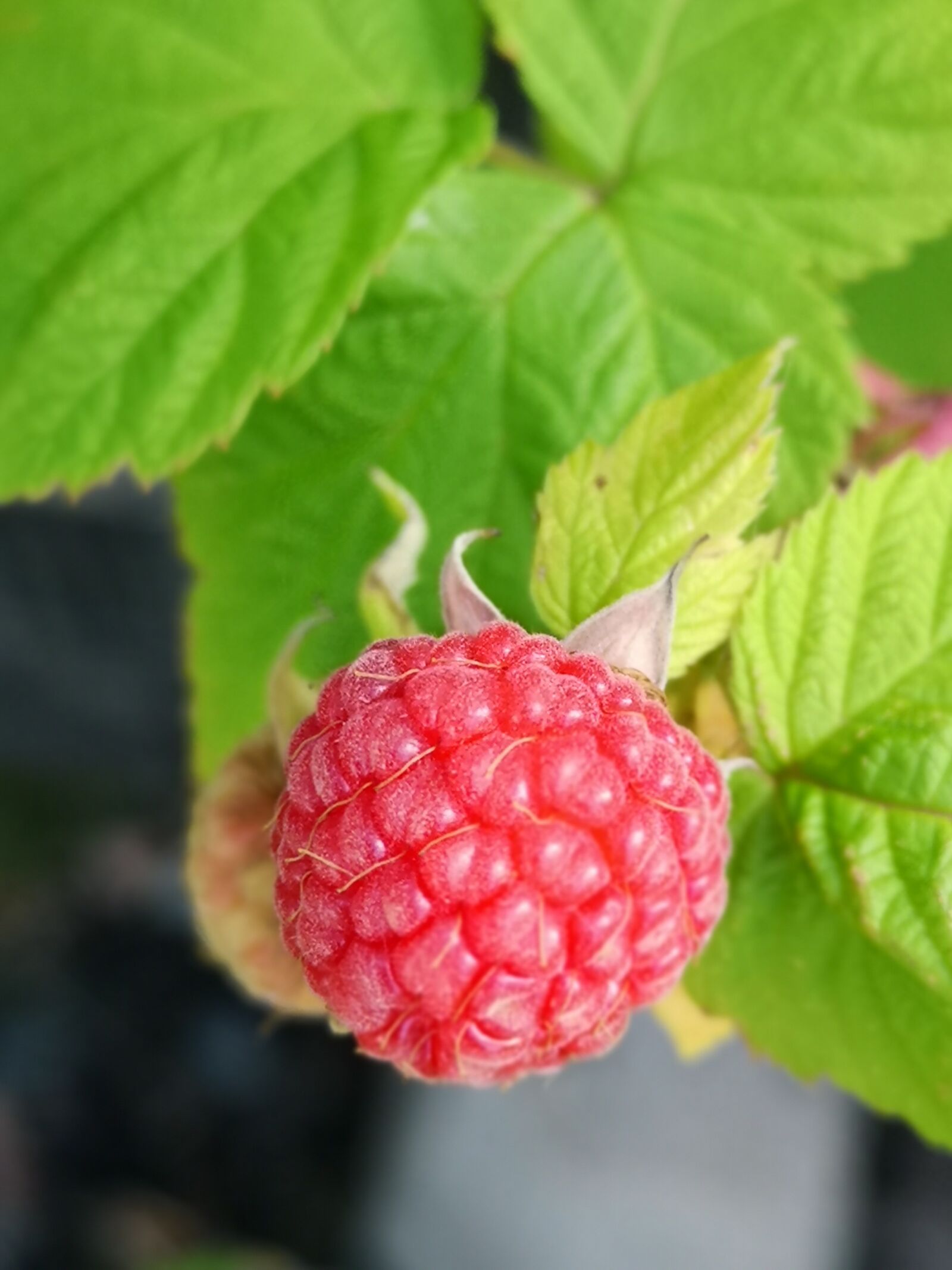 HUAWEI P20 Pro sample photo. Fruit, leaf, food photography