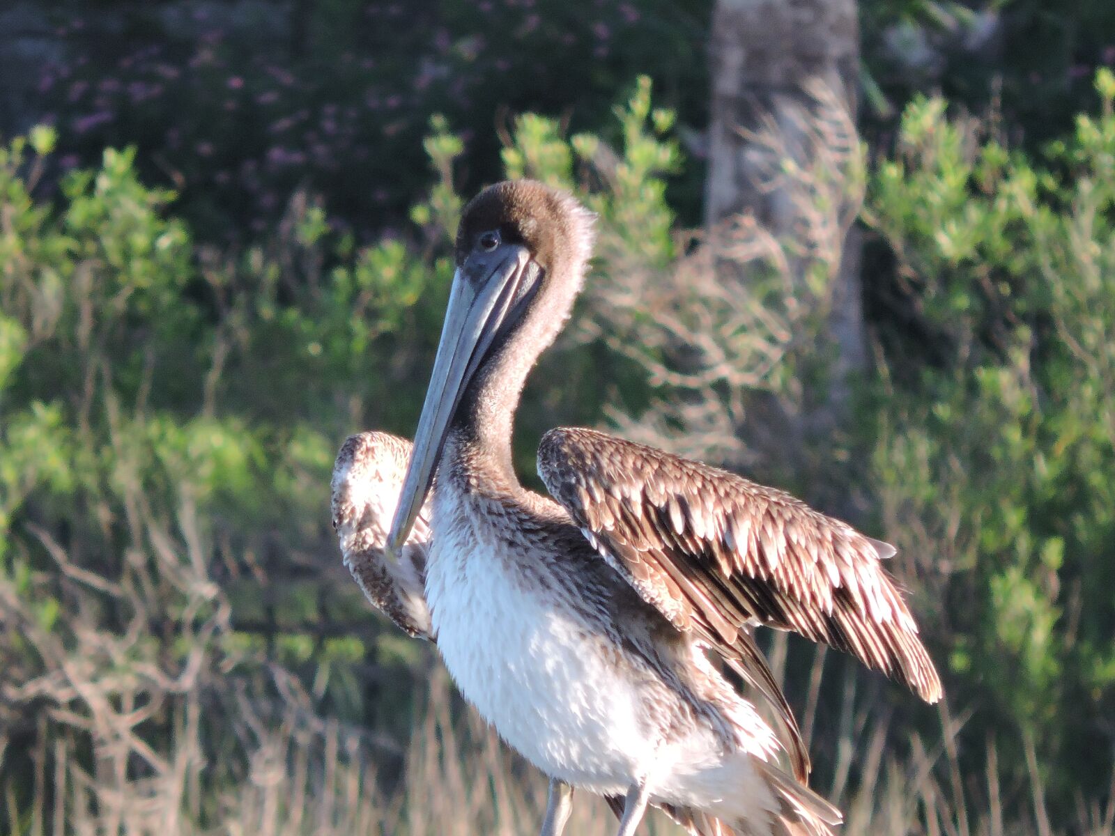 Nikon Coolpix P530 sample photo. Pelican, bird, nature photography