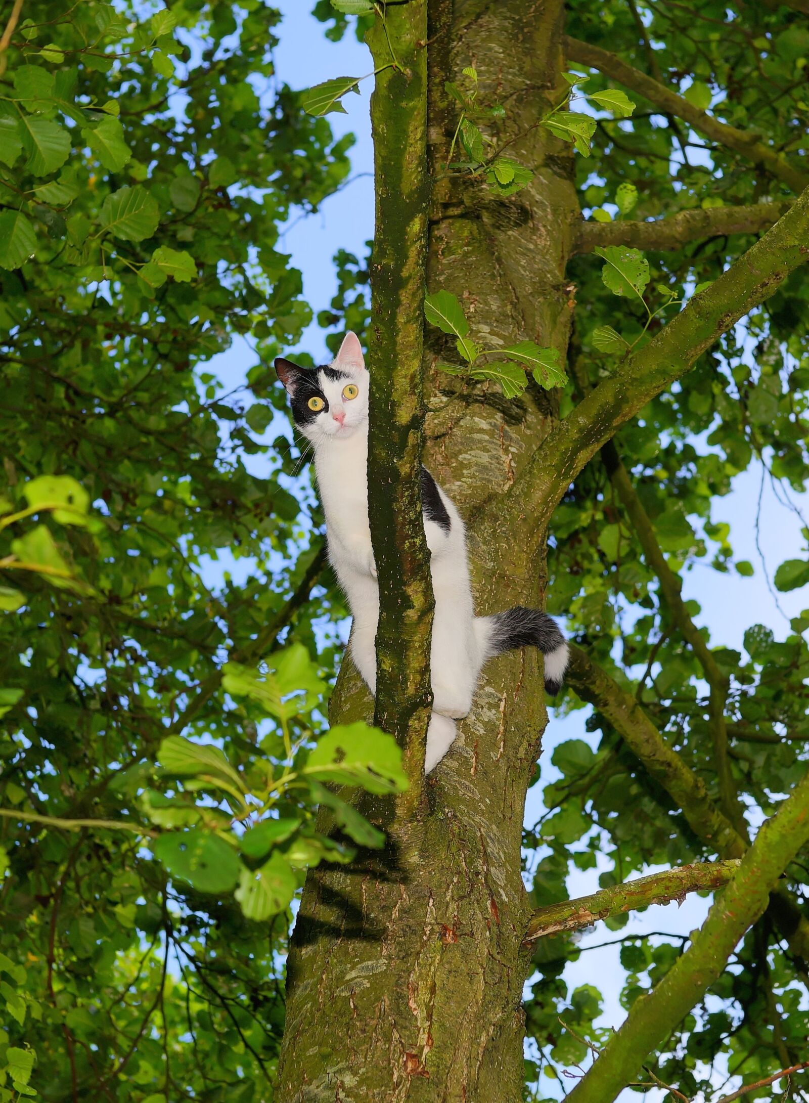 Sony a99 II + Sony Planar T* 50mm F1.4 ZA SSM sample photo. Cat, tree, climb photography