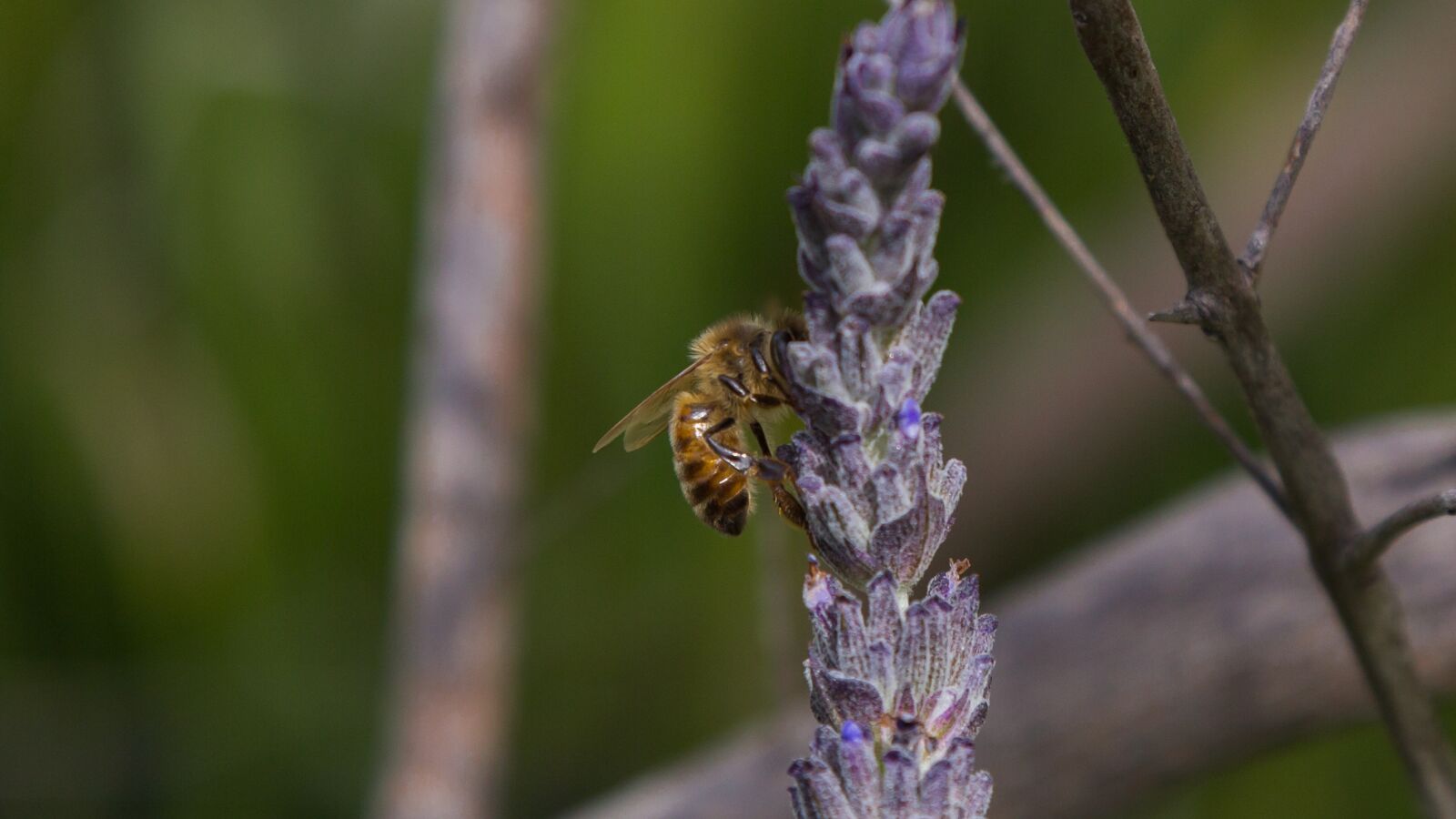 Canon EF 24-105mm F4L IS USM sample photo. Macro bee, lavender, melbourne photography