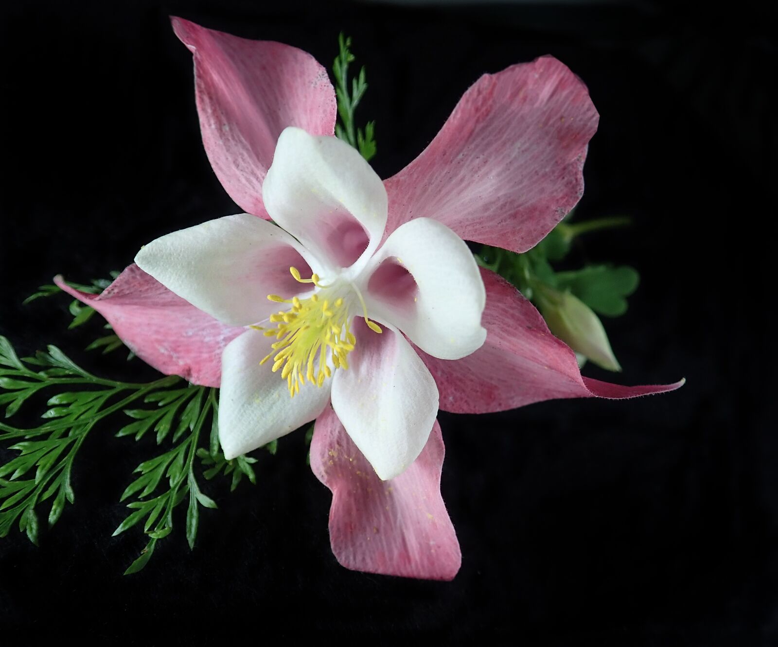 Olympus TG-5 sample photo. Flower, columbine, bloom photography