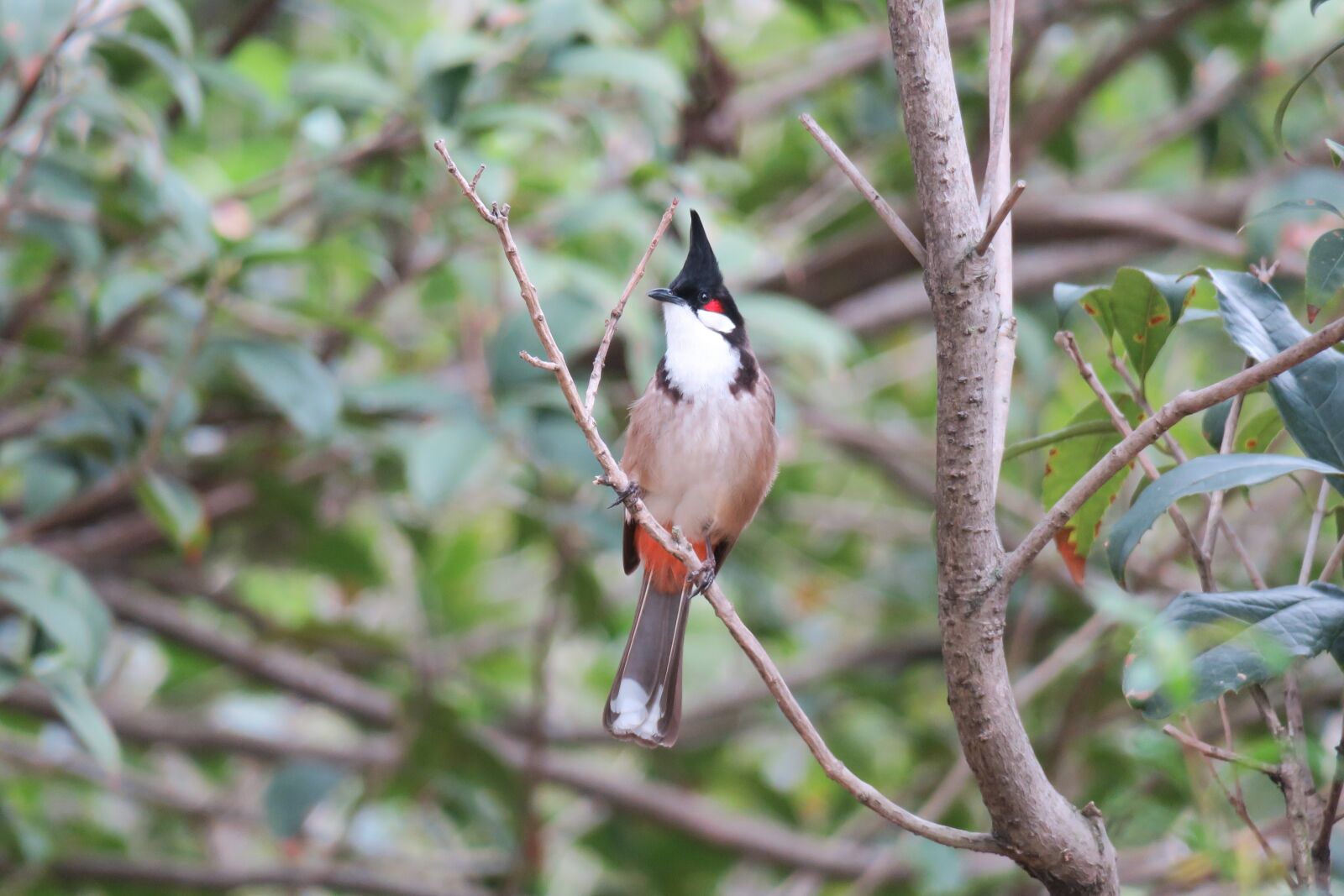Canon PowerShot G3 X sample photo. 红耳鹎, nature, bird photography