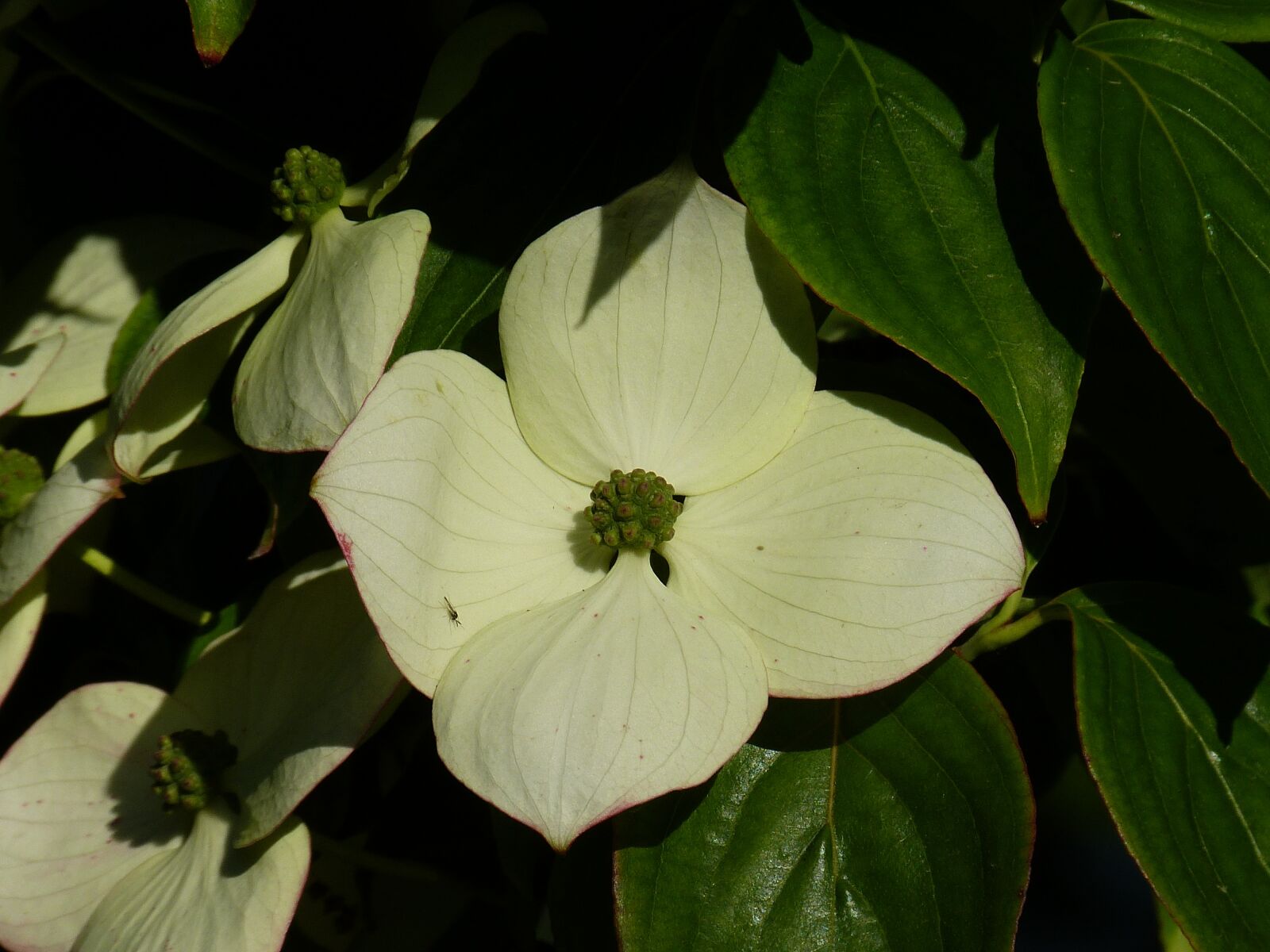 Panasonic Lumix DMC-FZ150 sample photo. Dogwood, blossom, bloom photography