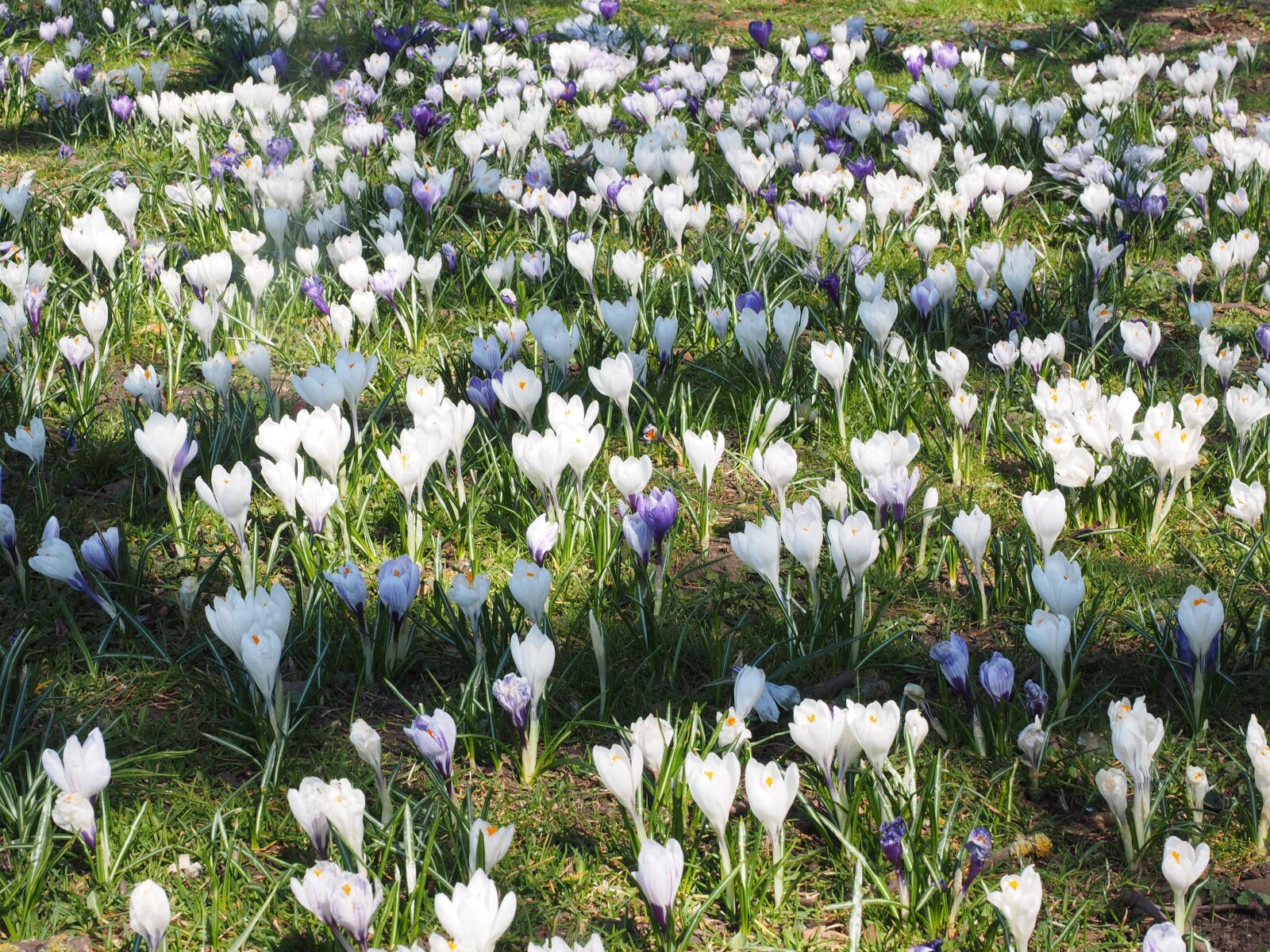 Olympus OM-D E-M1 + Olympus M.Zuiko Digital ED 12-40mm F2.8 Pro sample photo. Crocus meadow, crocus, mass photography