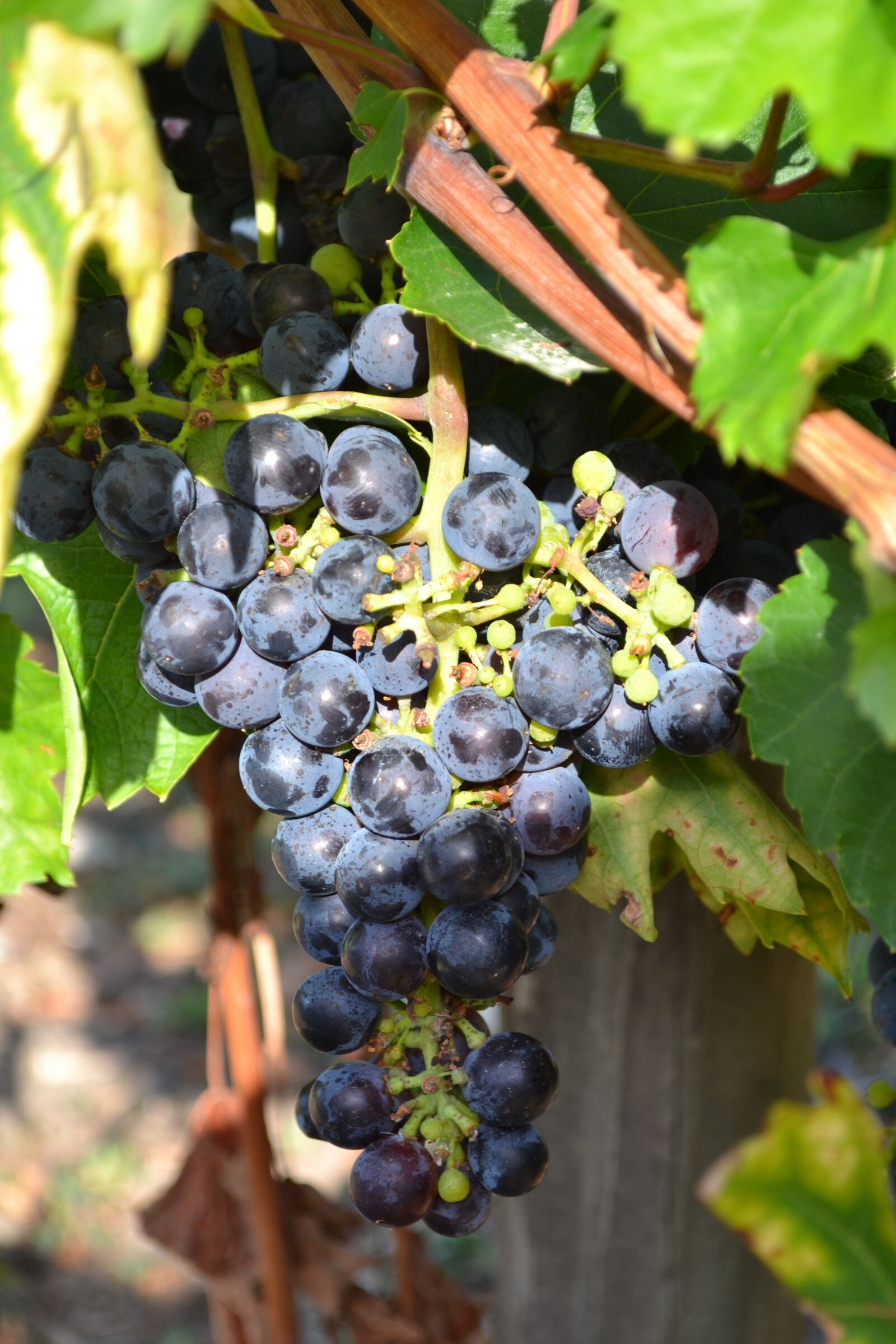 Nikon D3100 sample photo. Grape, black grape, vine photography