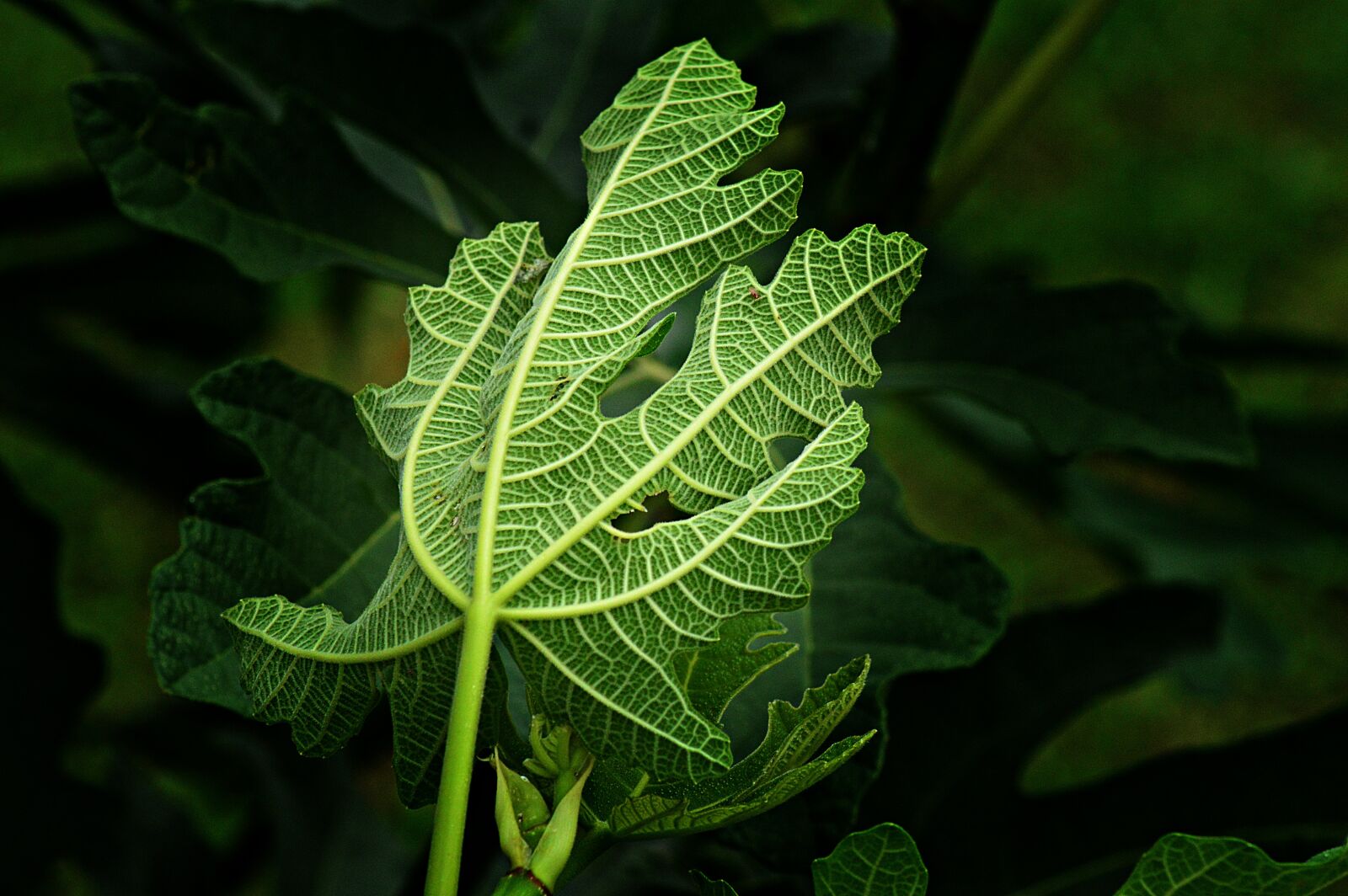 Nikon D3200 sample photo. Fig, fig tree, fruit photography