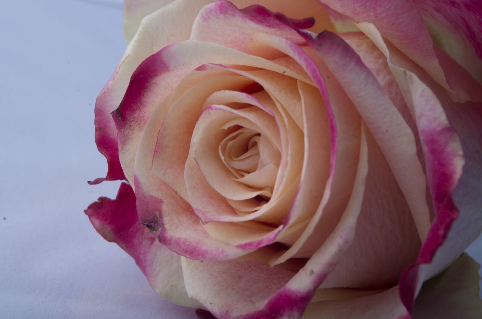 smc PENTAX-DA L 18-55mm F3.5-5.6 sample photo. Rose, rose bloom, blossom photography