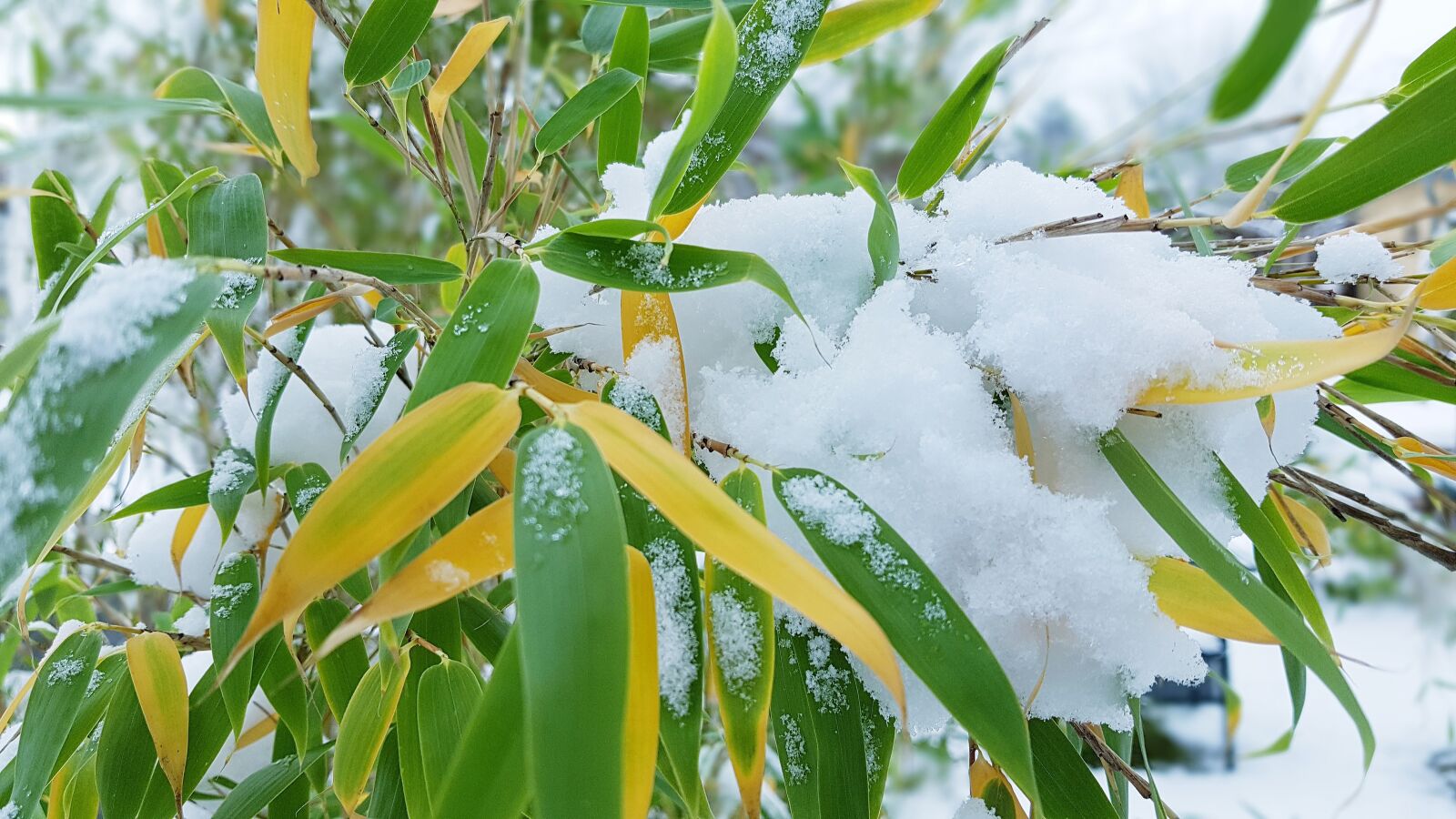 Samsung Galaxy S7 Edge sample photo. Winter, bamboo, snow photography