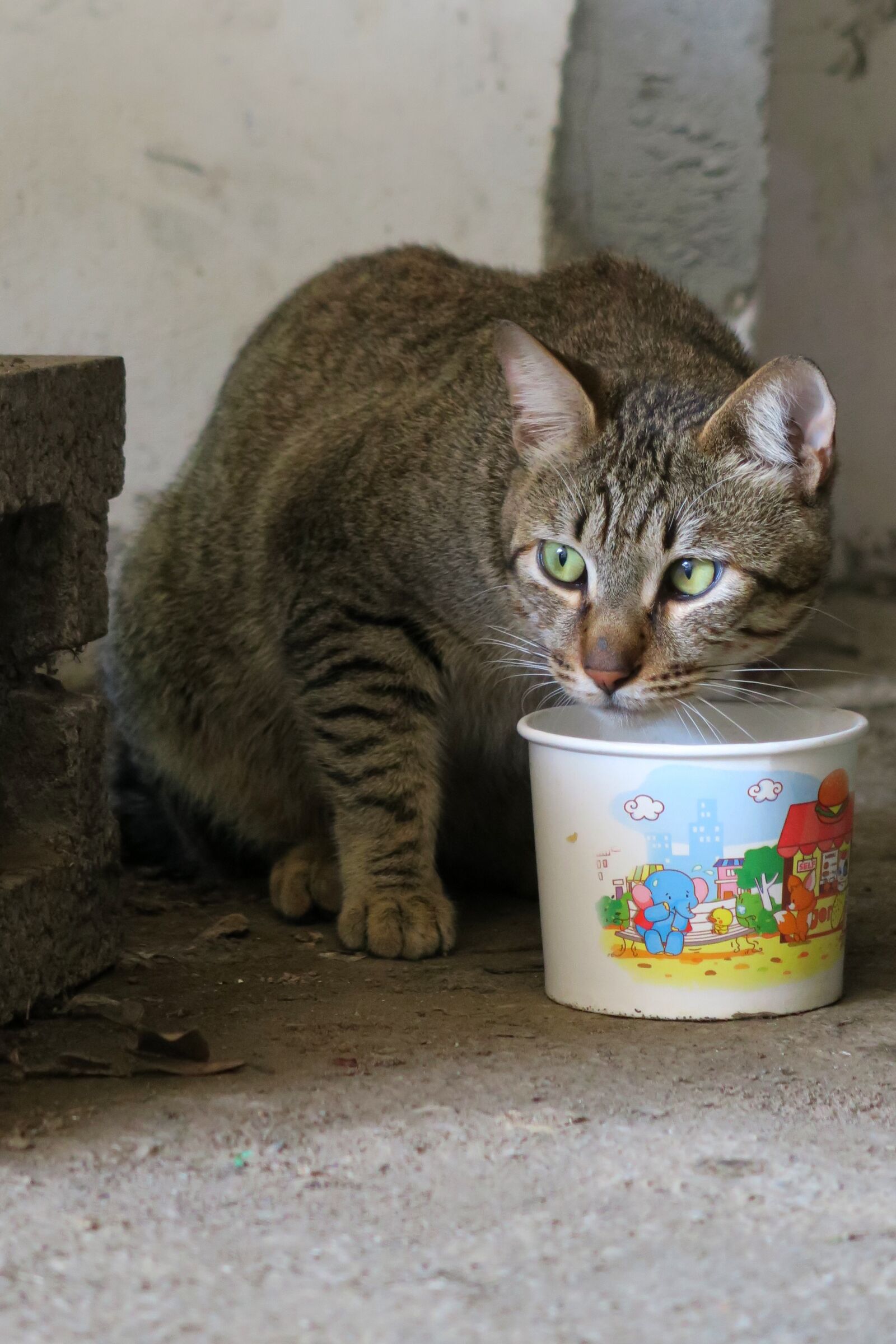 Canon PowerShot G7 X sample photo. Cute, cat, animal photography