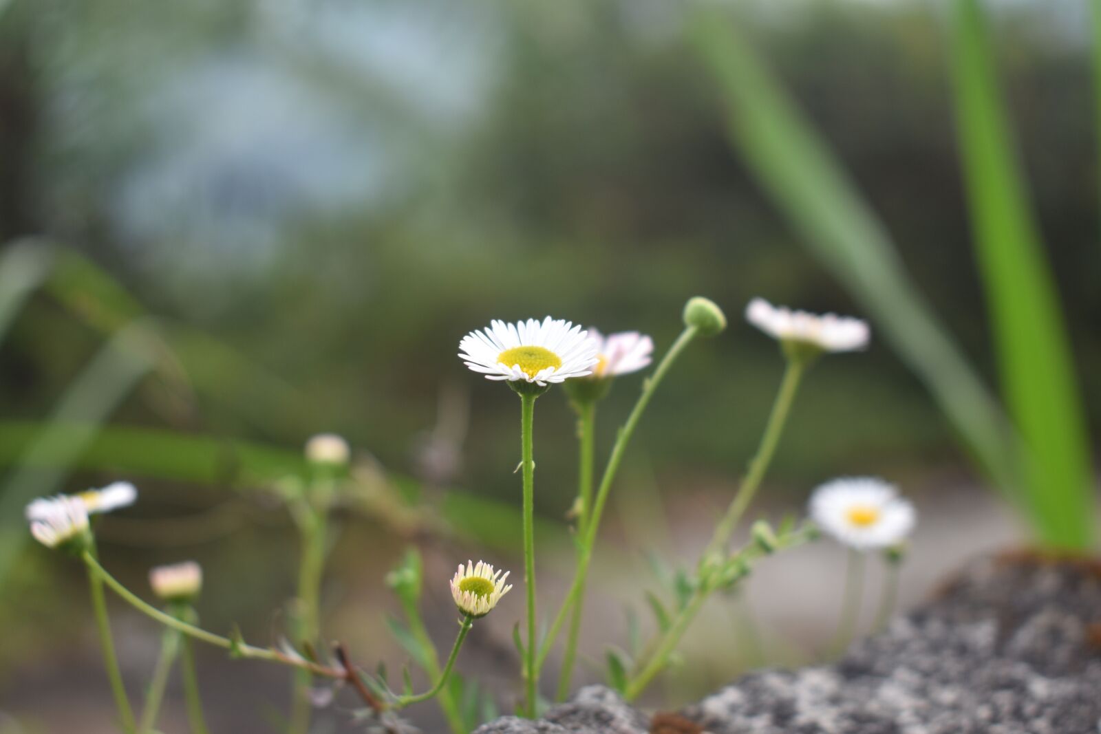Nikon D3400 sample photo. Flowers, wild flowers, white photography