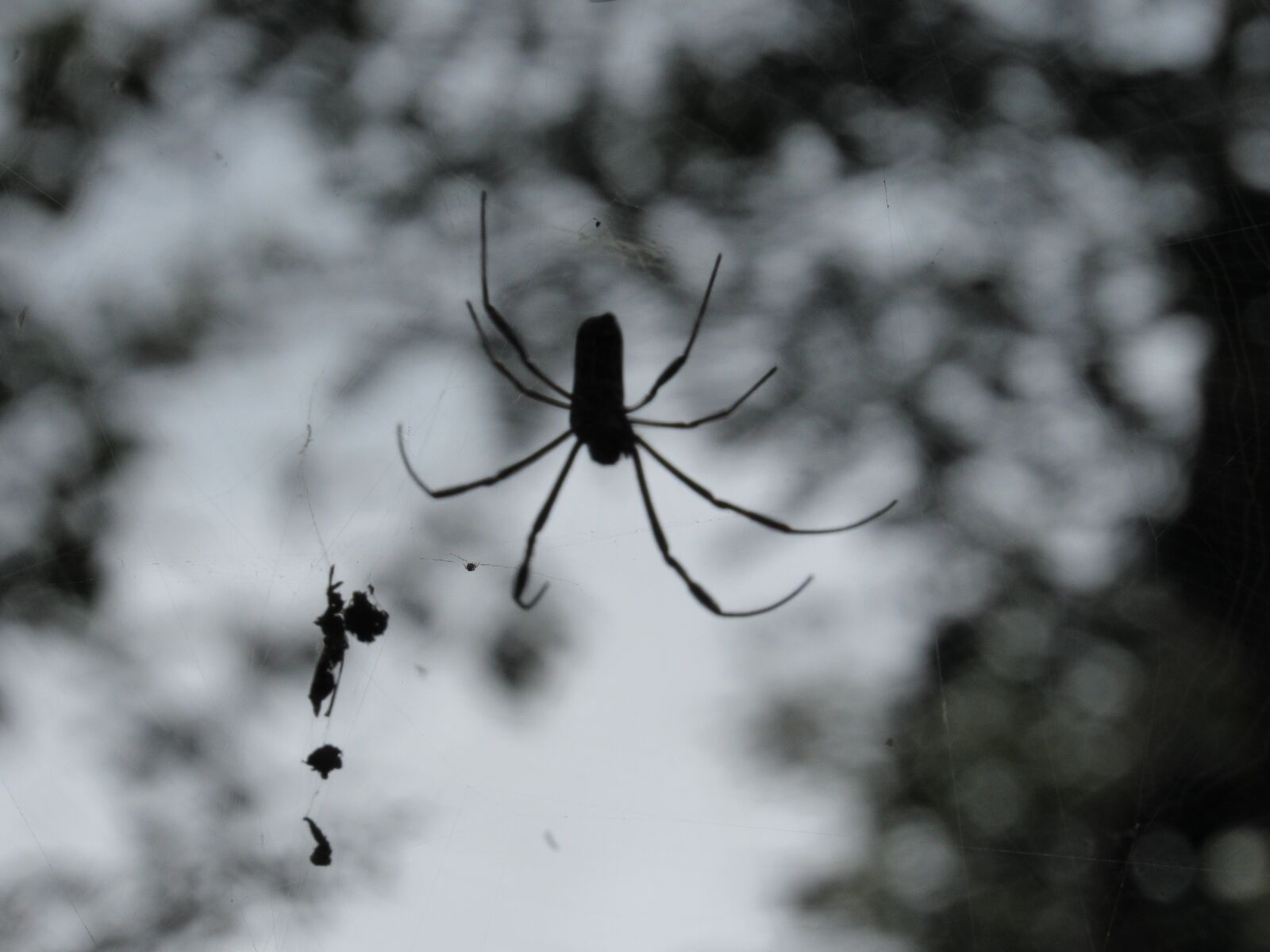 Canon PowerShot SX530 HS sample photo. Spider, nature, insect photography