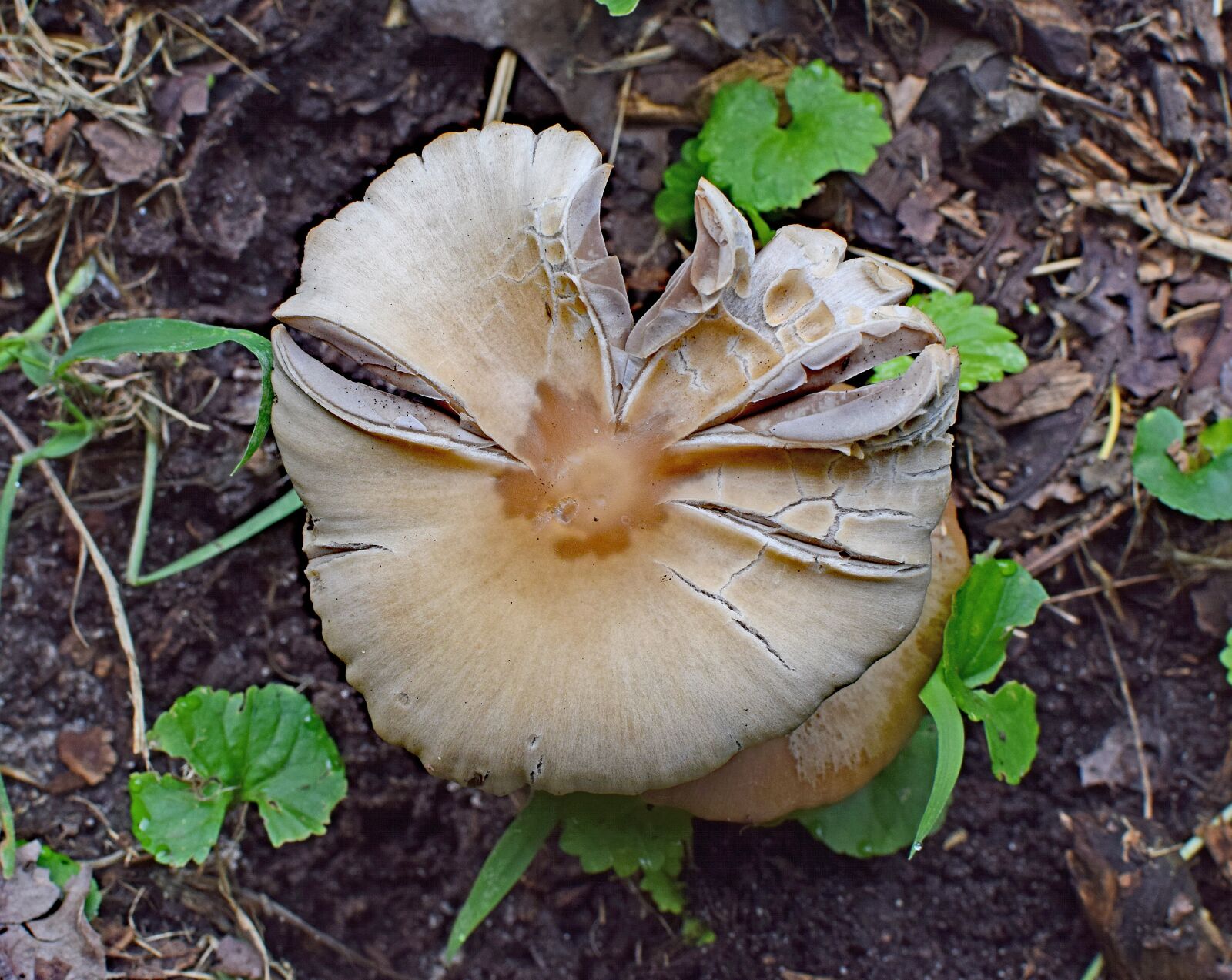 Nikon D3300 sample photo. Forest mushroom, mushroom, fungi photography