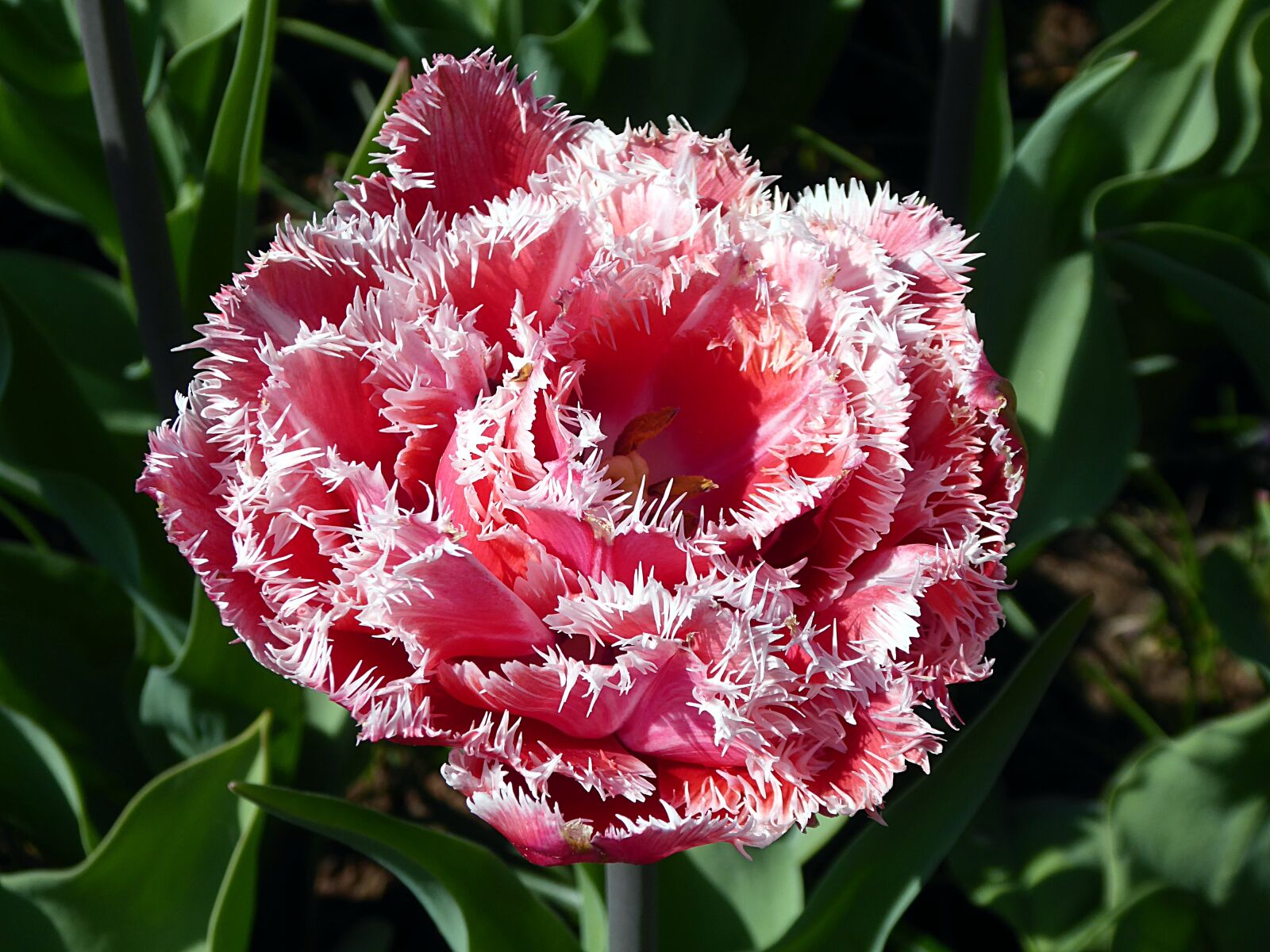 Panasonic Lumix DMC-ZS50 (Lumix DMC-TZ70) sample photo. Tulip, flower, pink photography