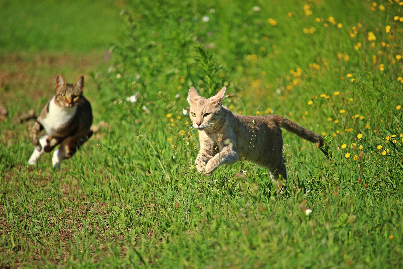 Canon EOS 100D (EOS Rebel SL1 / EOS Kiss X7) sample photo. Cat, kitten, hunting photography
