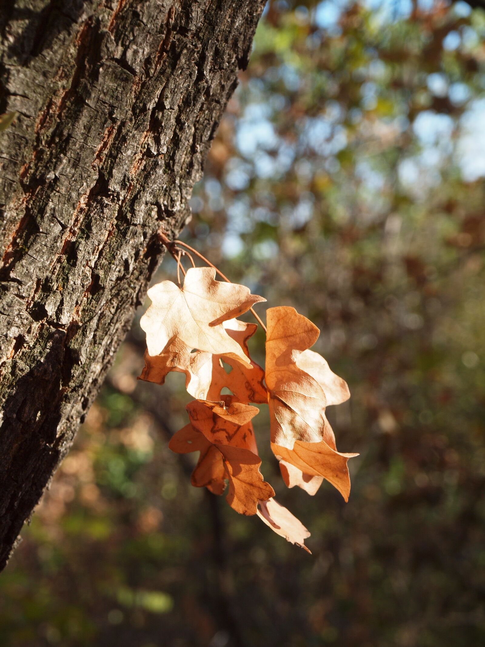 Olympus E-600 (EVOLT E-600) sample photo. Autumn, dry leaf, log photography