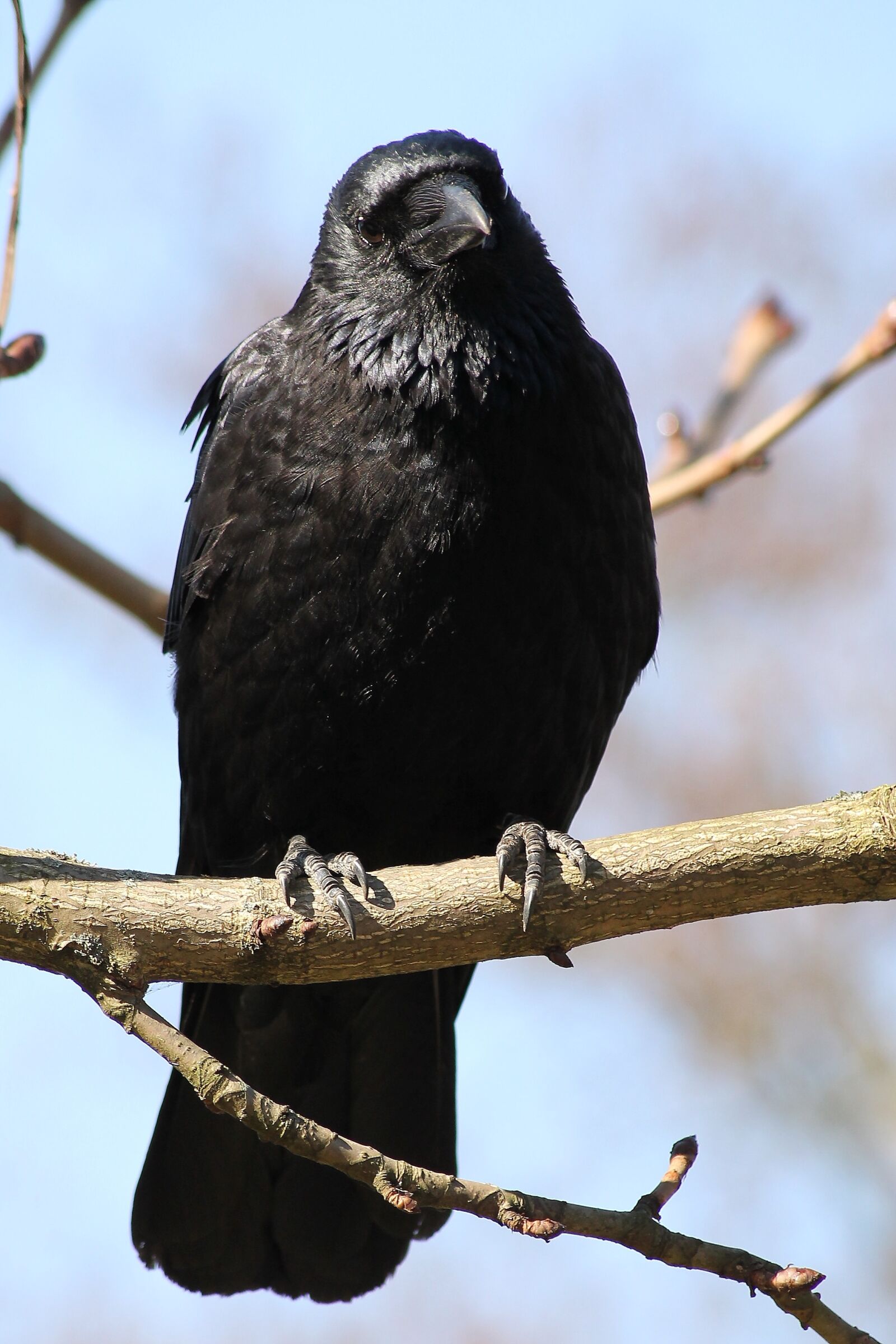 Canon EOS 1100D (EOS Rebel T3 / EOS Kiss X50) sample photo. Nature, raven, crow photography