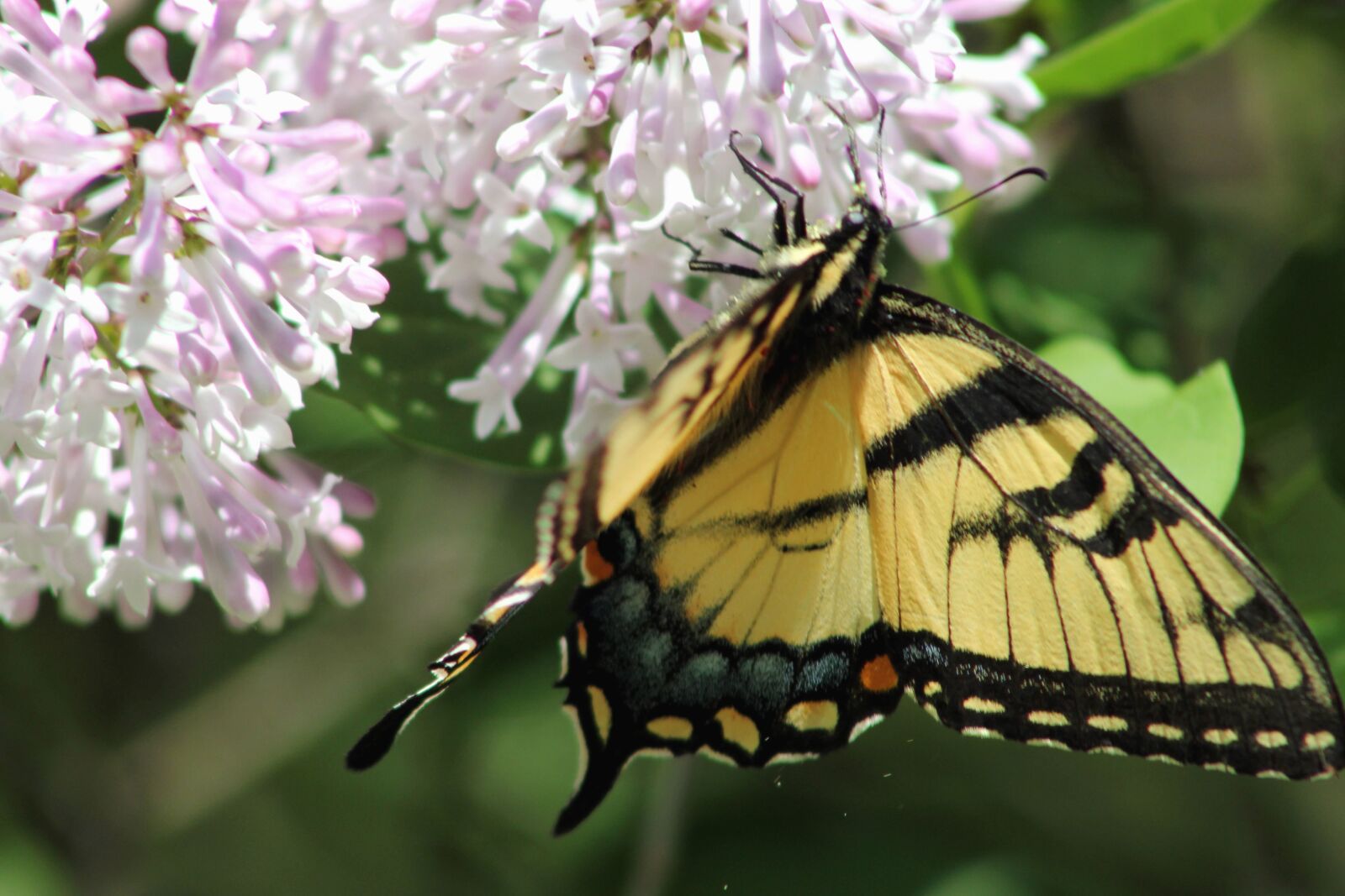 Canon EOS 550D (EOS Rebel T2i / EOS Kiss X4) sample photo. Butterfly, flower, bloom, nature photography