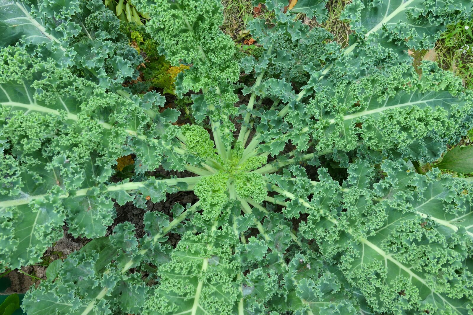Panasonic Lumix DMC-LX10 (Lumix DMC-LX15) sample photo. Kale, a vegetable, healthy photography