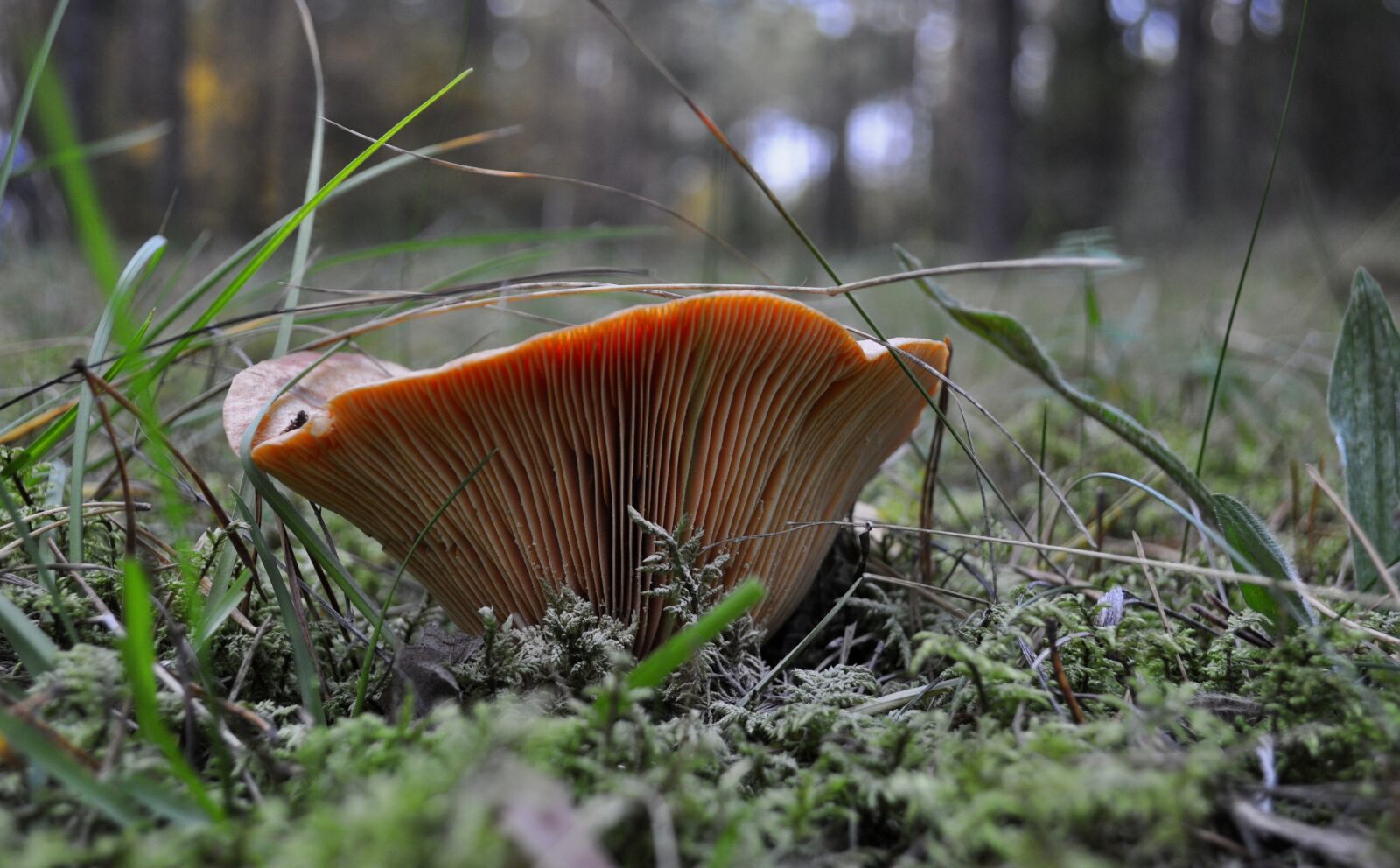 Nikon D5000 sample photo. Forest, mushroom, rydz photography