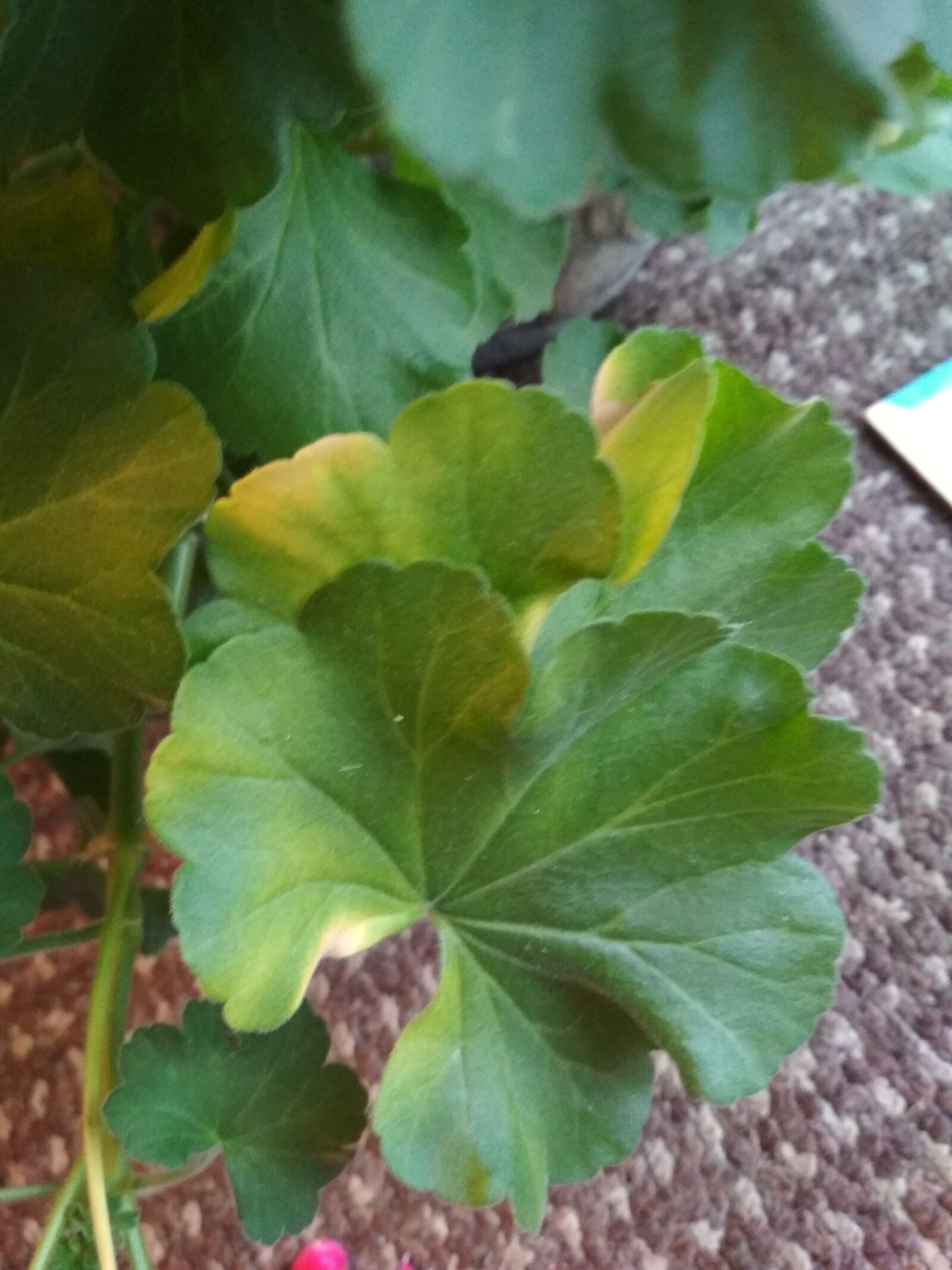 Xiaomi Redmi 4X sample photo. Green, leaves, geranium leaves photography