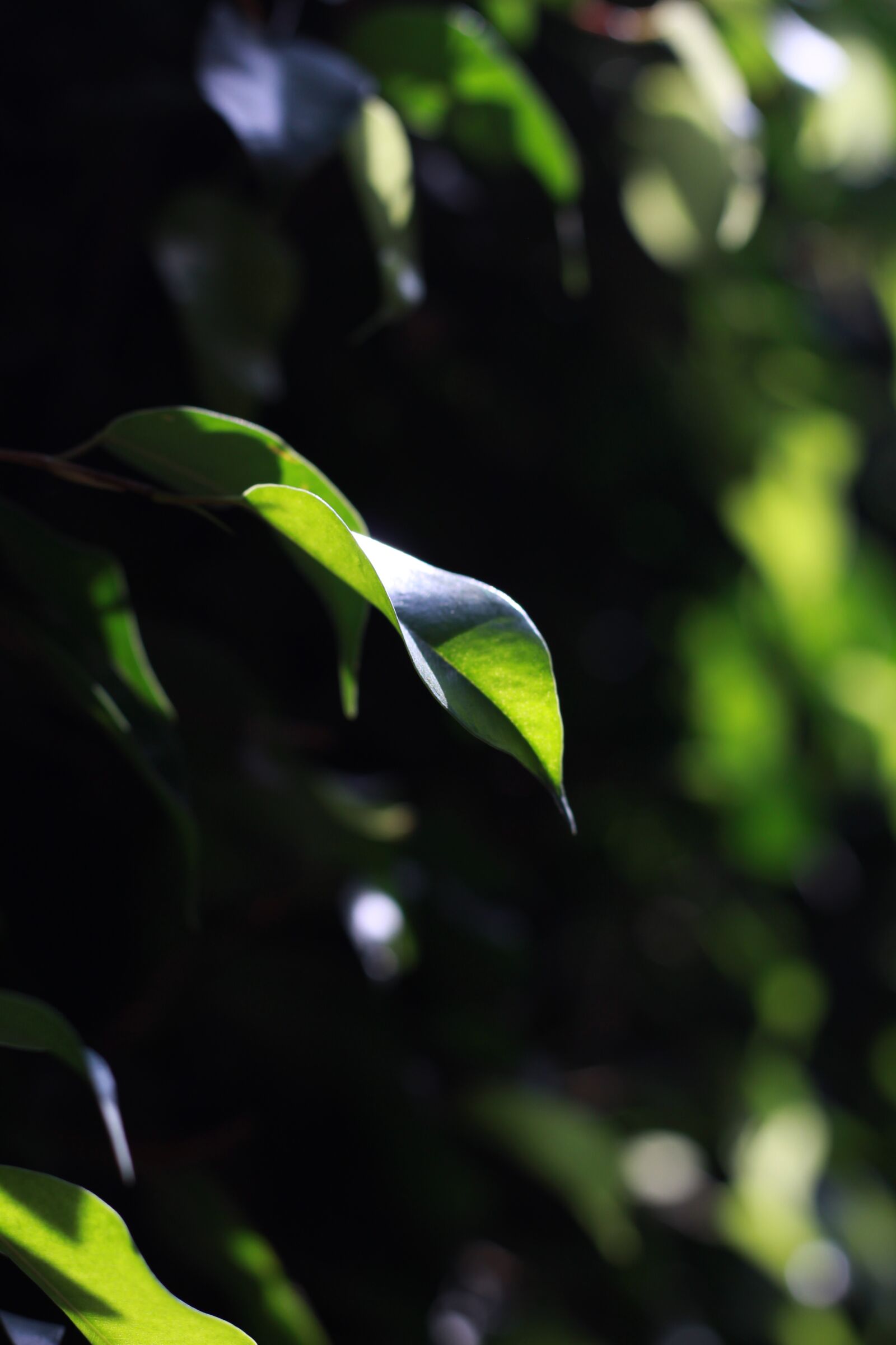Canon EOS 1300D (EOS Rebel T6 / EOS Kiss X80) sample photo. Green, black, light photography
