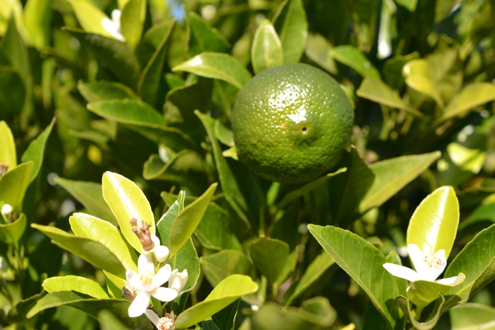 Nikon D3100 sample photo. Orange tree, fruit, flower photography