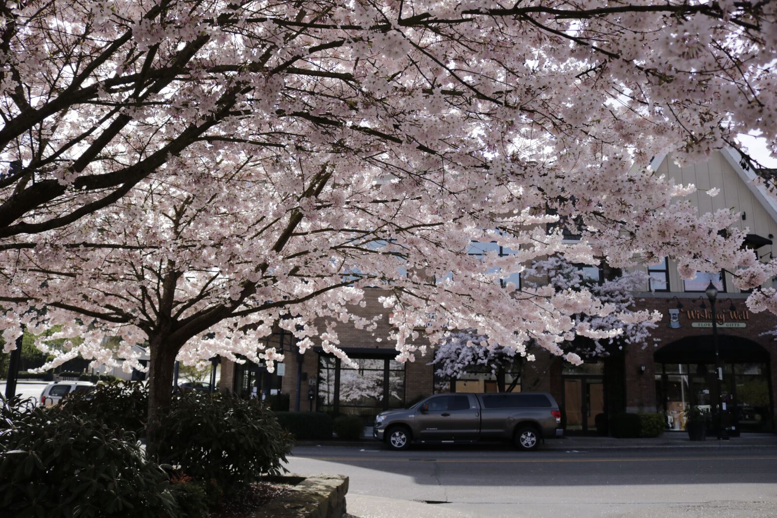 Canon EOS 750D (EOS Rebel T6i / EOS Kiss X8i) sample photo. Cherry blossom, spring, pink photography